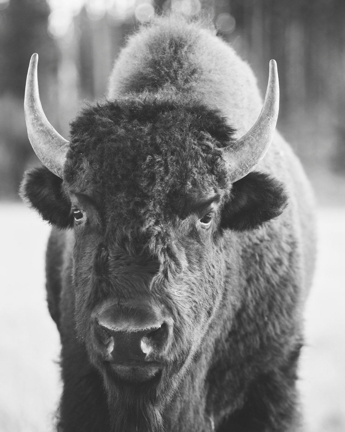 Bison Portrait