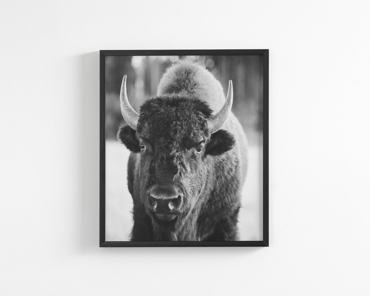 Bison Portrait