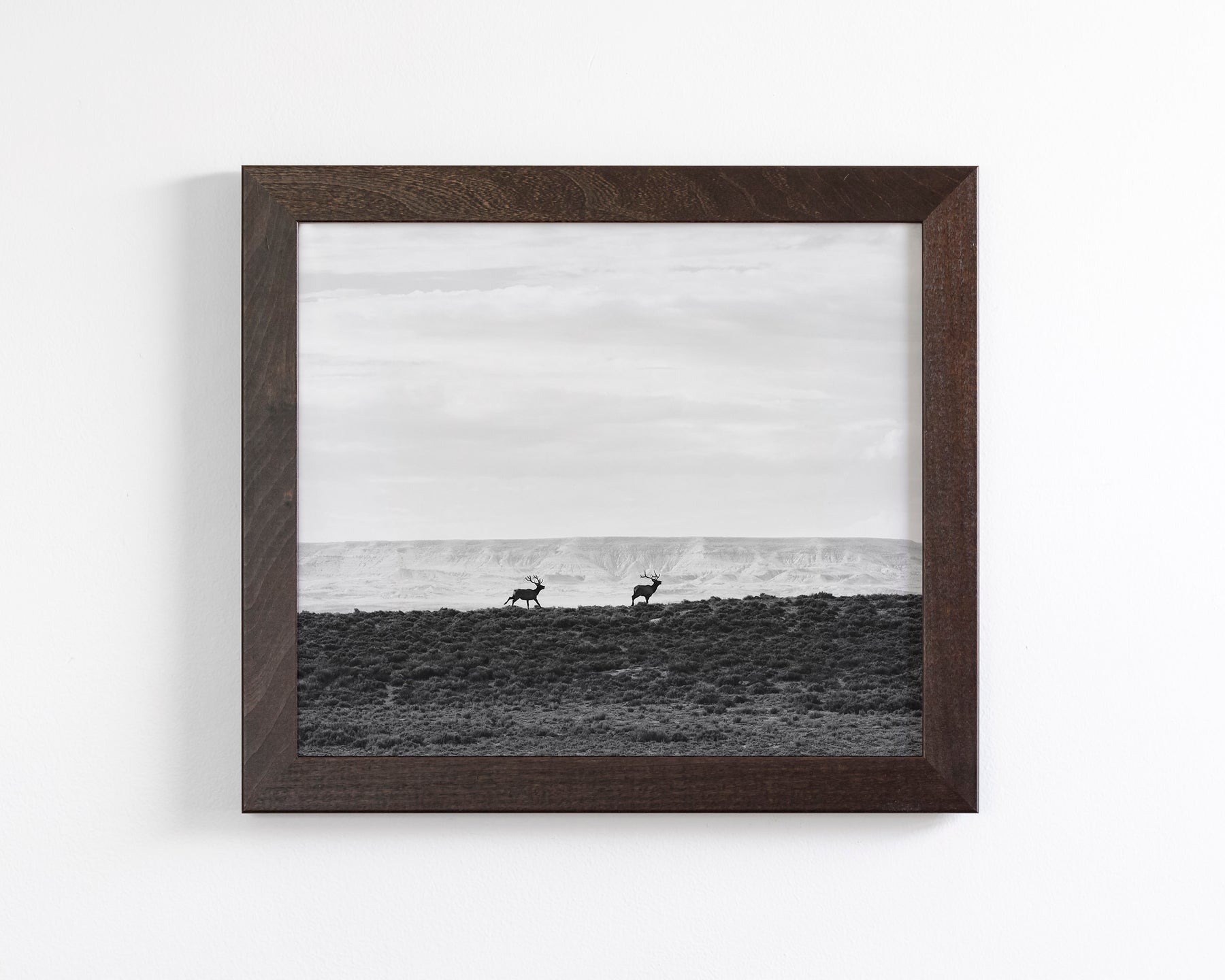 Bull Elk Run