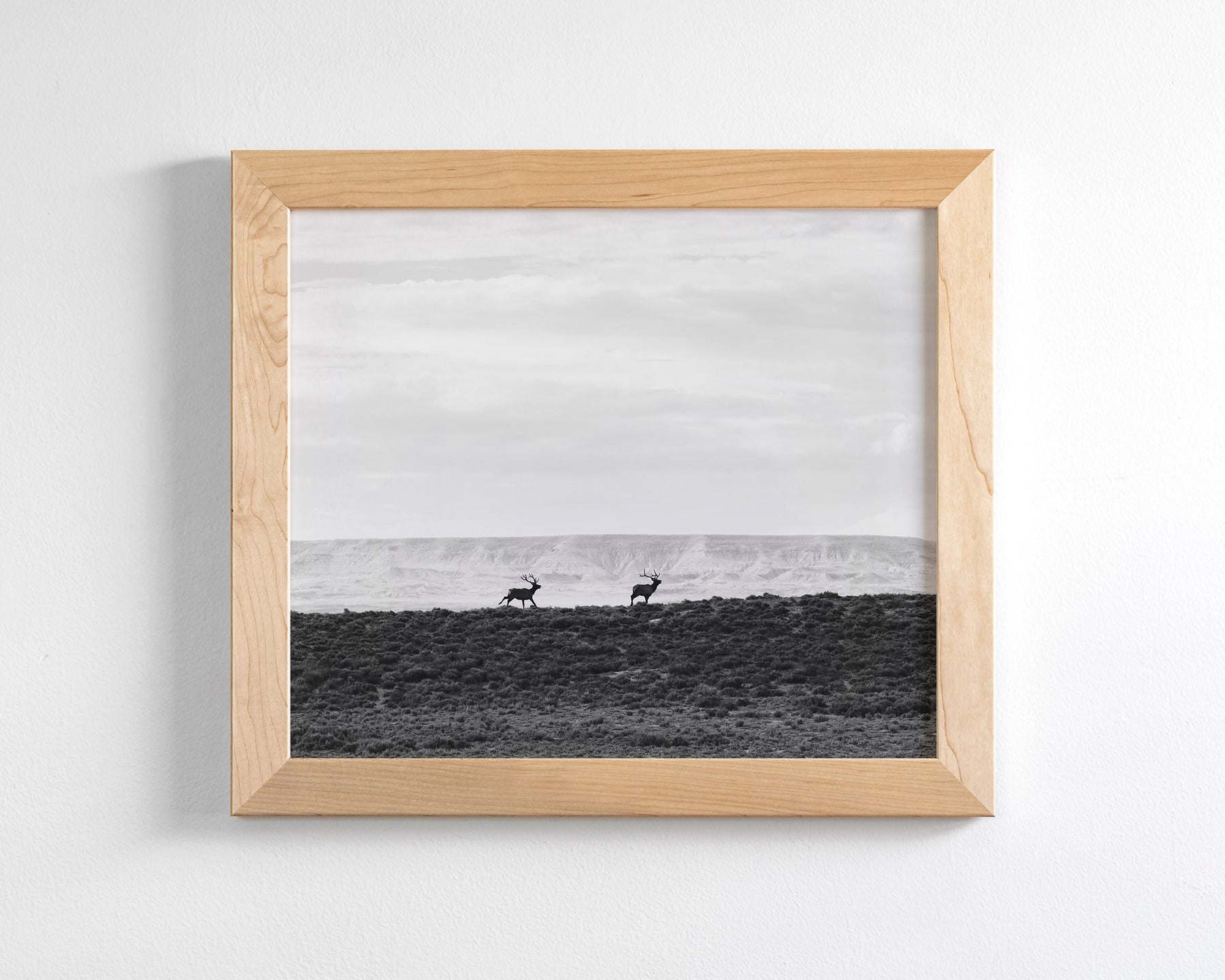 Bull Elk Run