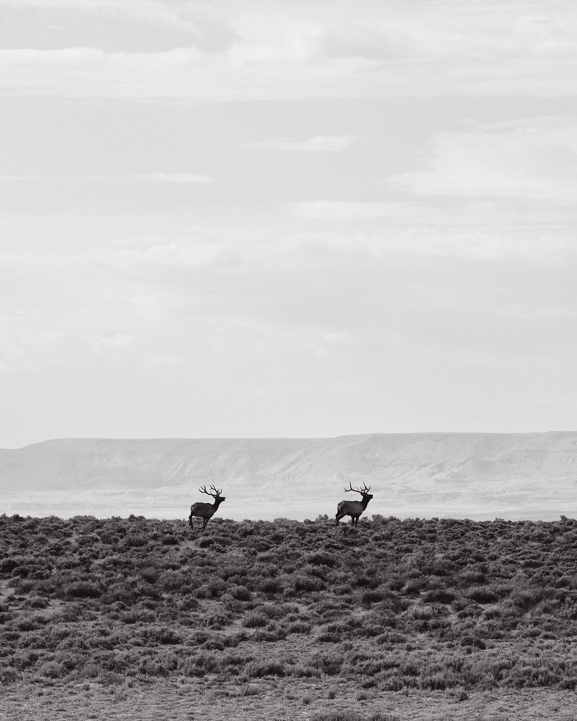 Bull Elk Dash