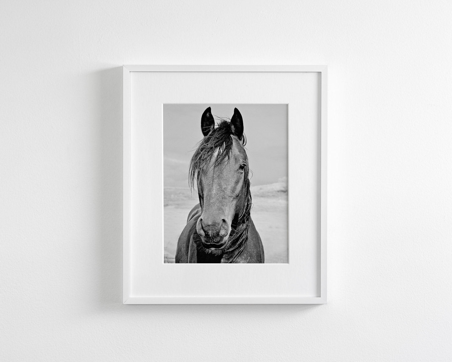 Desert Horse Portrait in Black and White