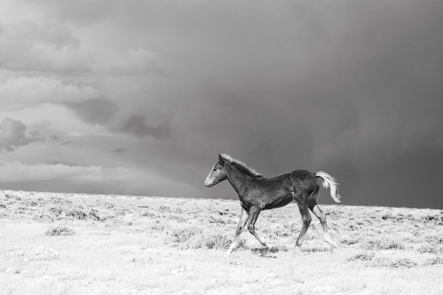 Foal in Storm, Black and White