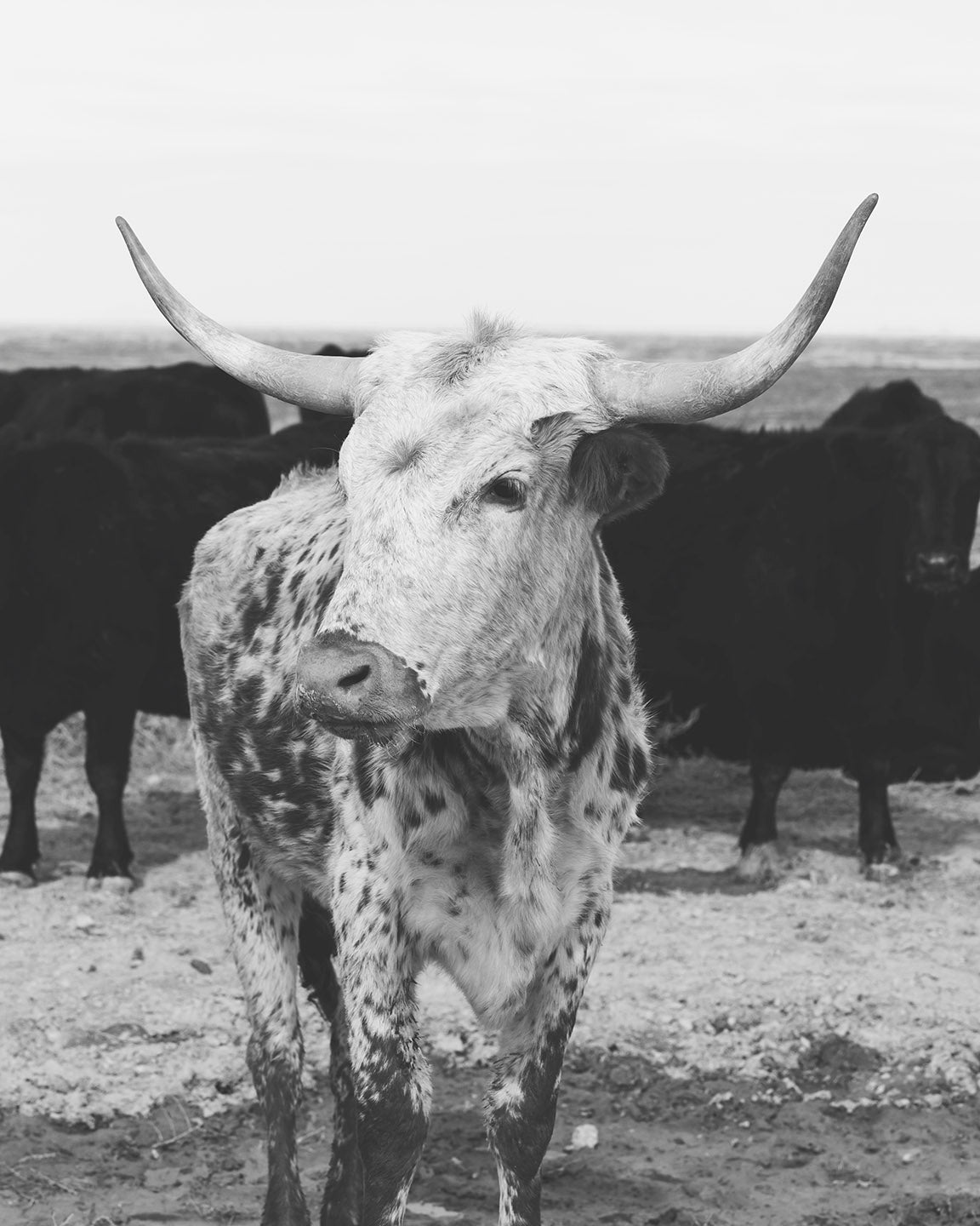 Longhorn Portrait