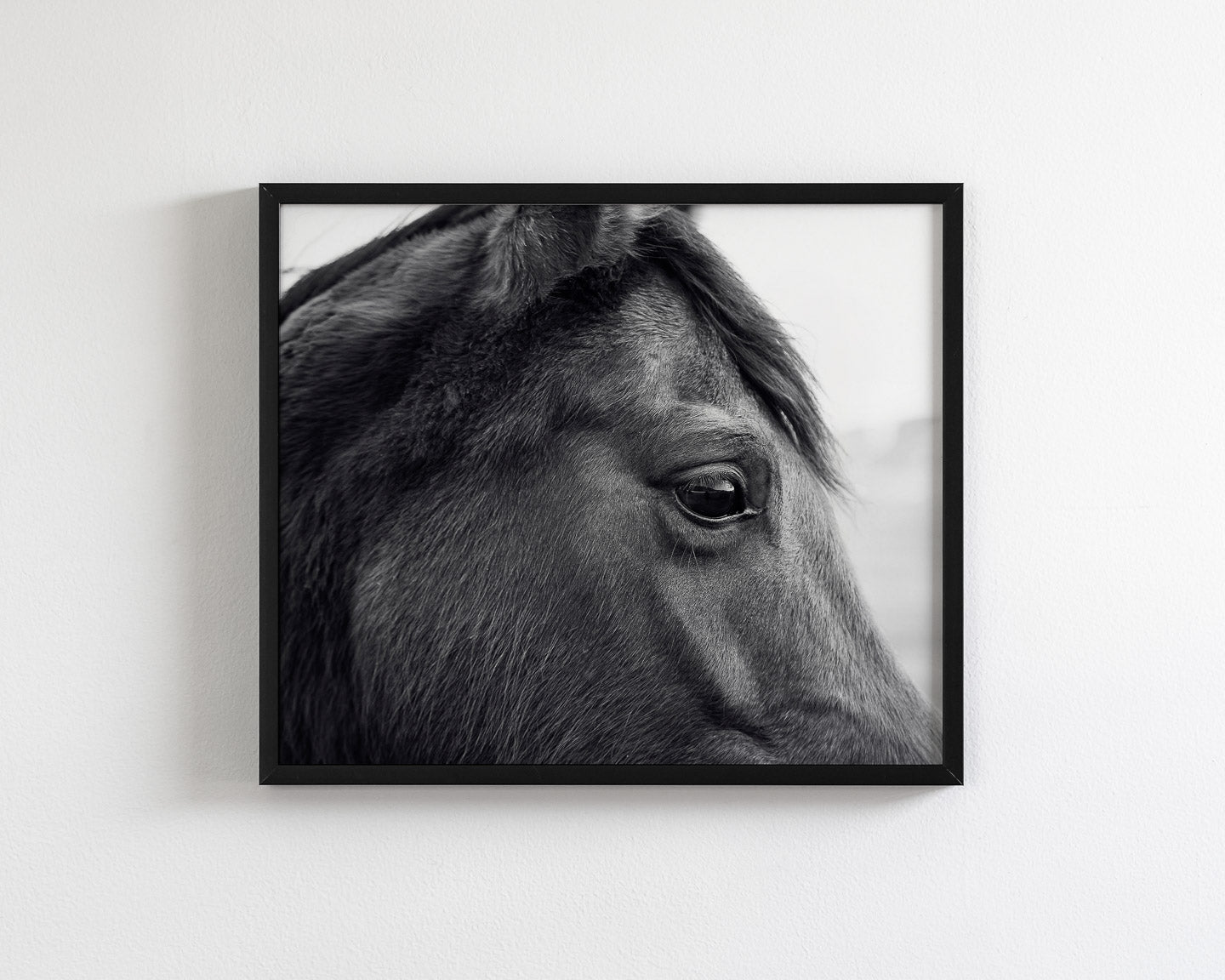 Horse Eye Profile