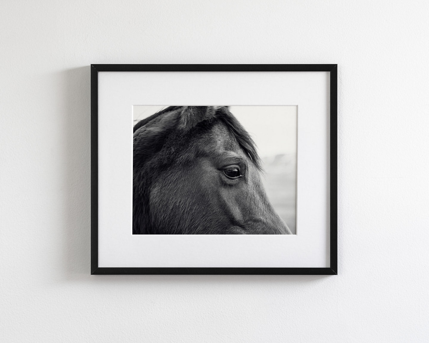 Horse Eye Profile