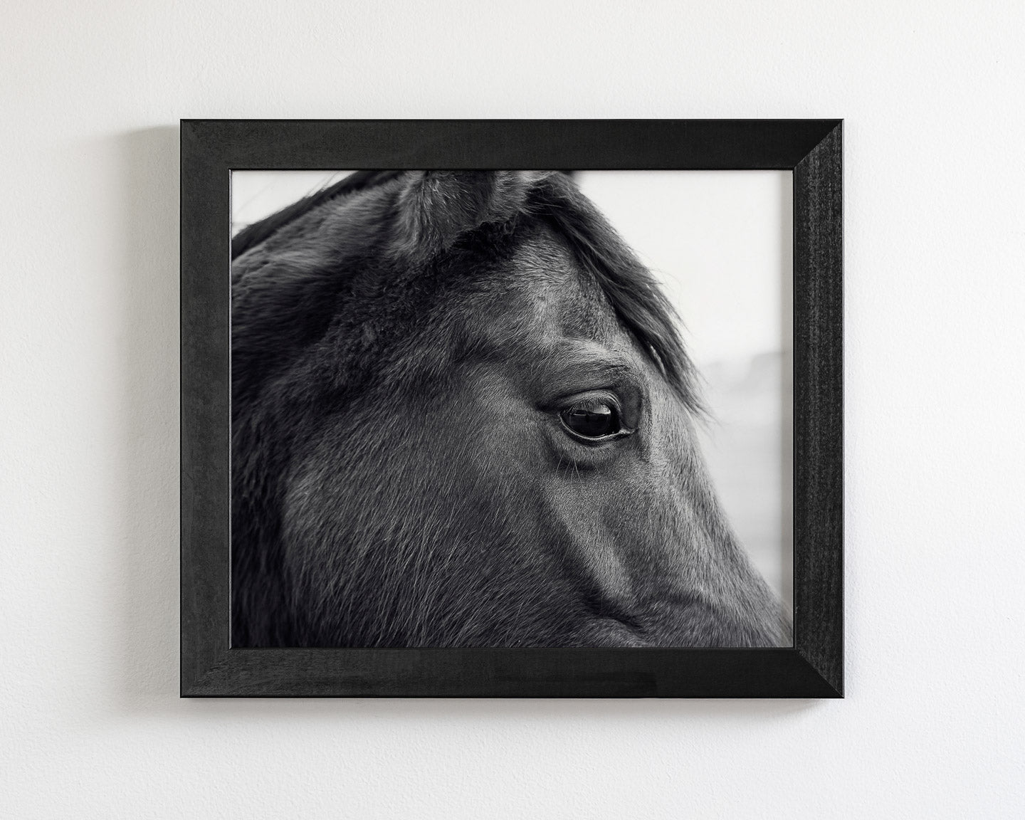 Horse Eye Profile