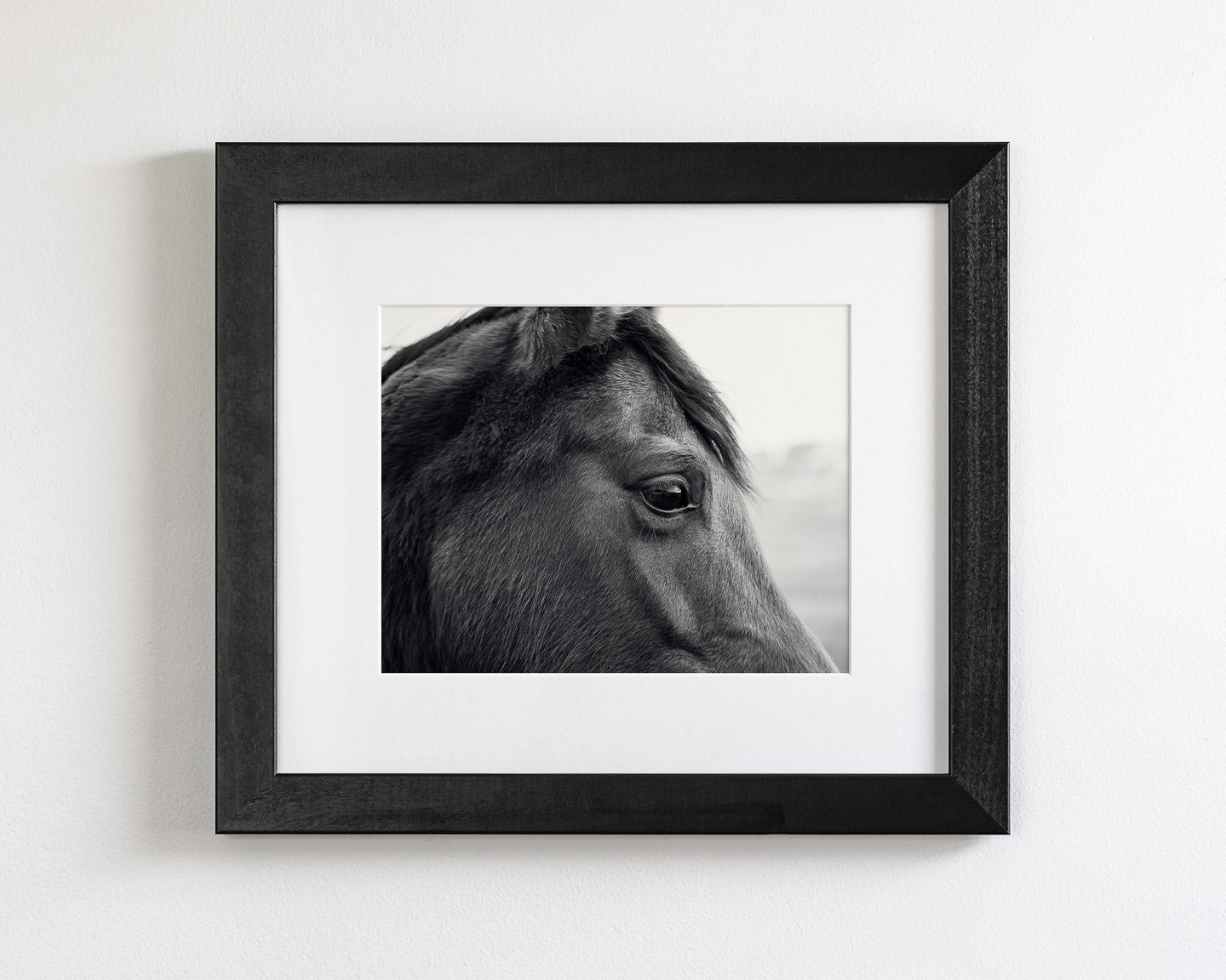 Horse Eye Profile