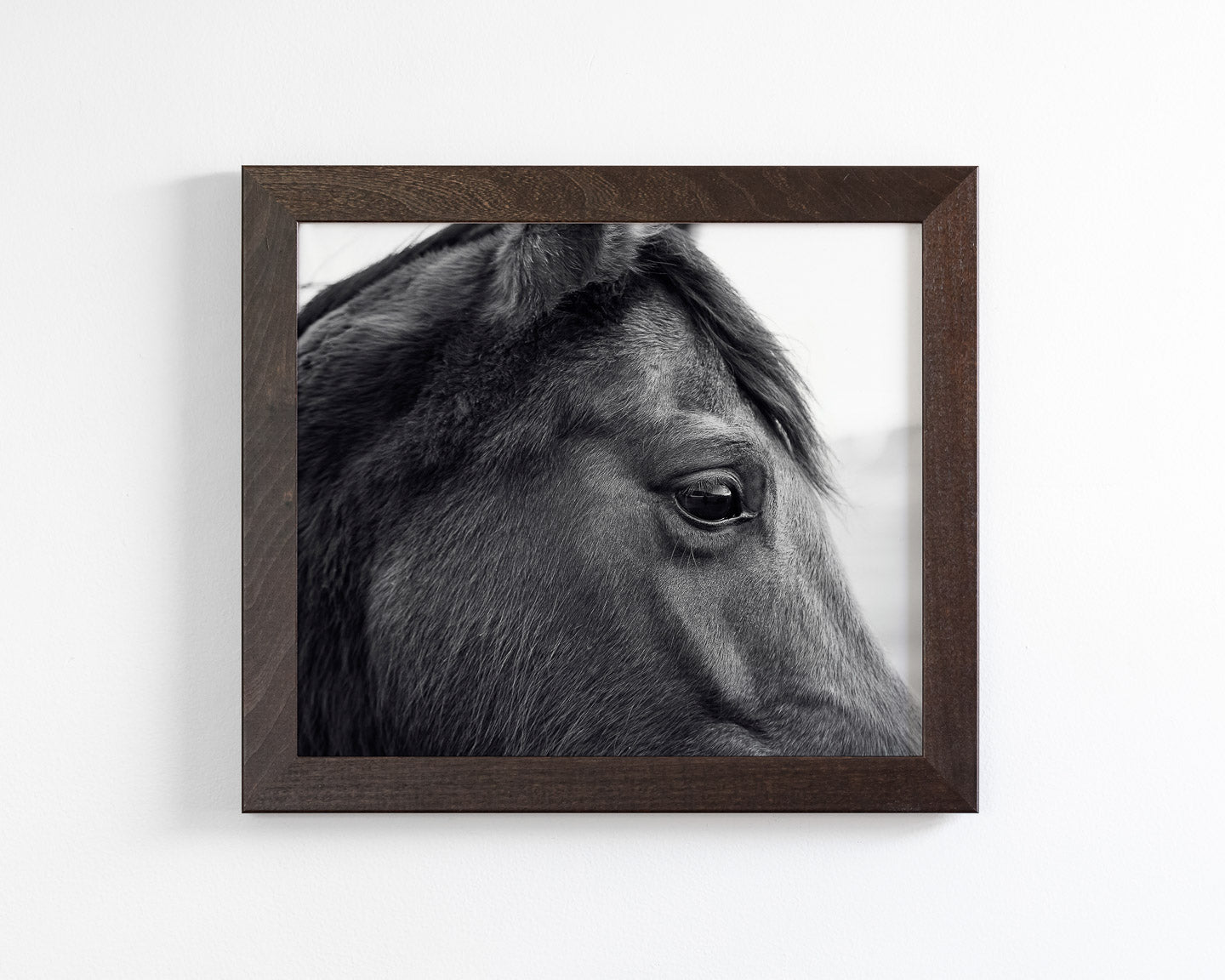 Horse Eye Profile