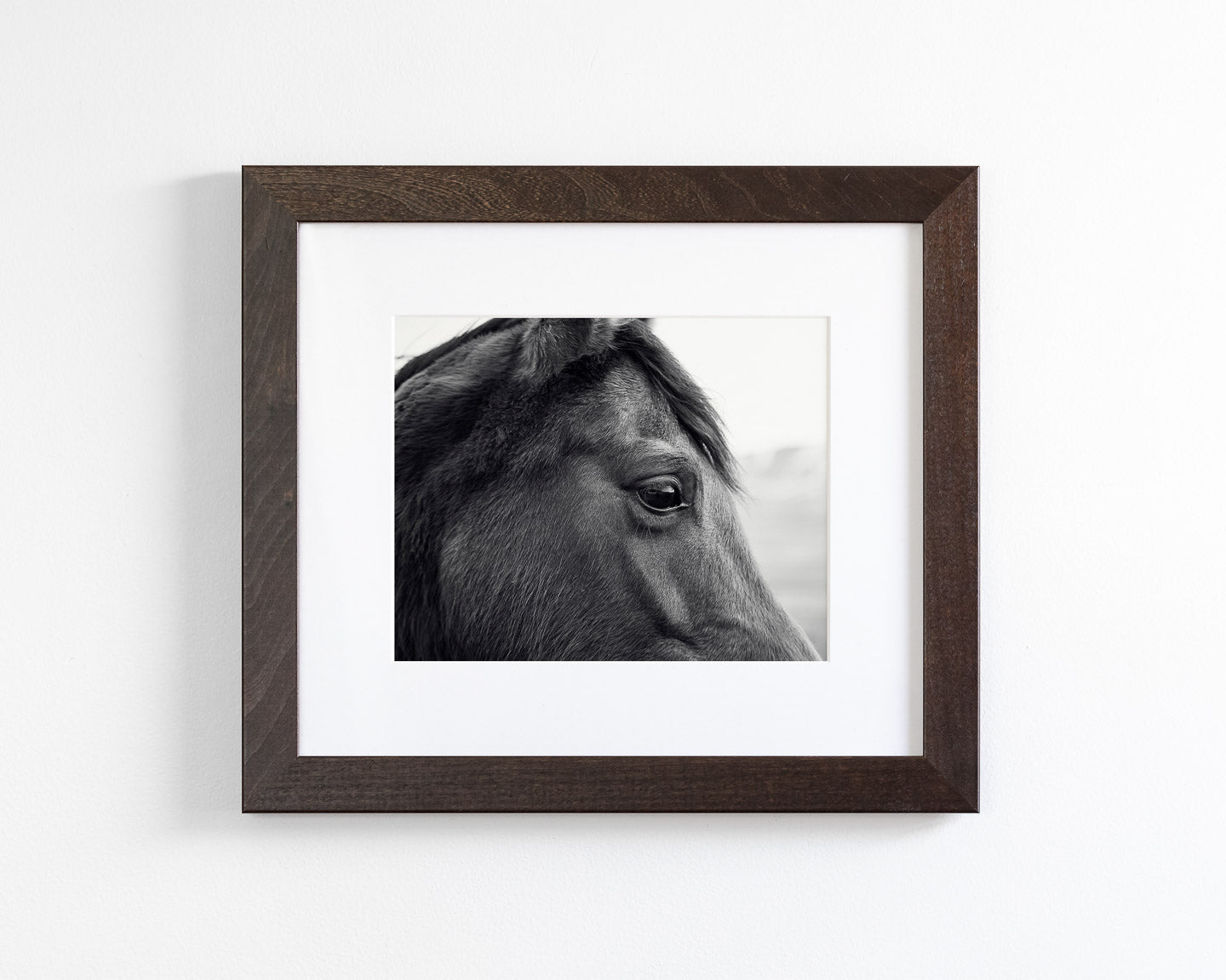 Horse Eye Profile