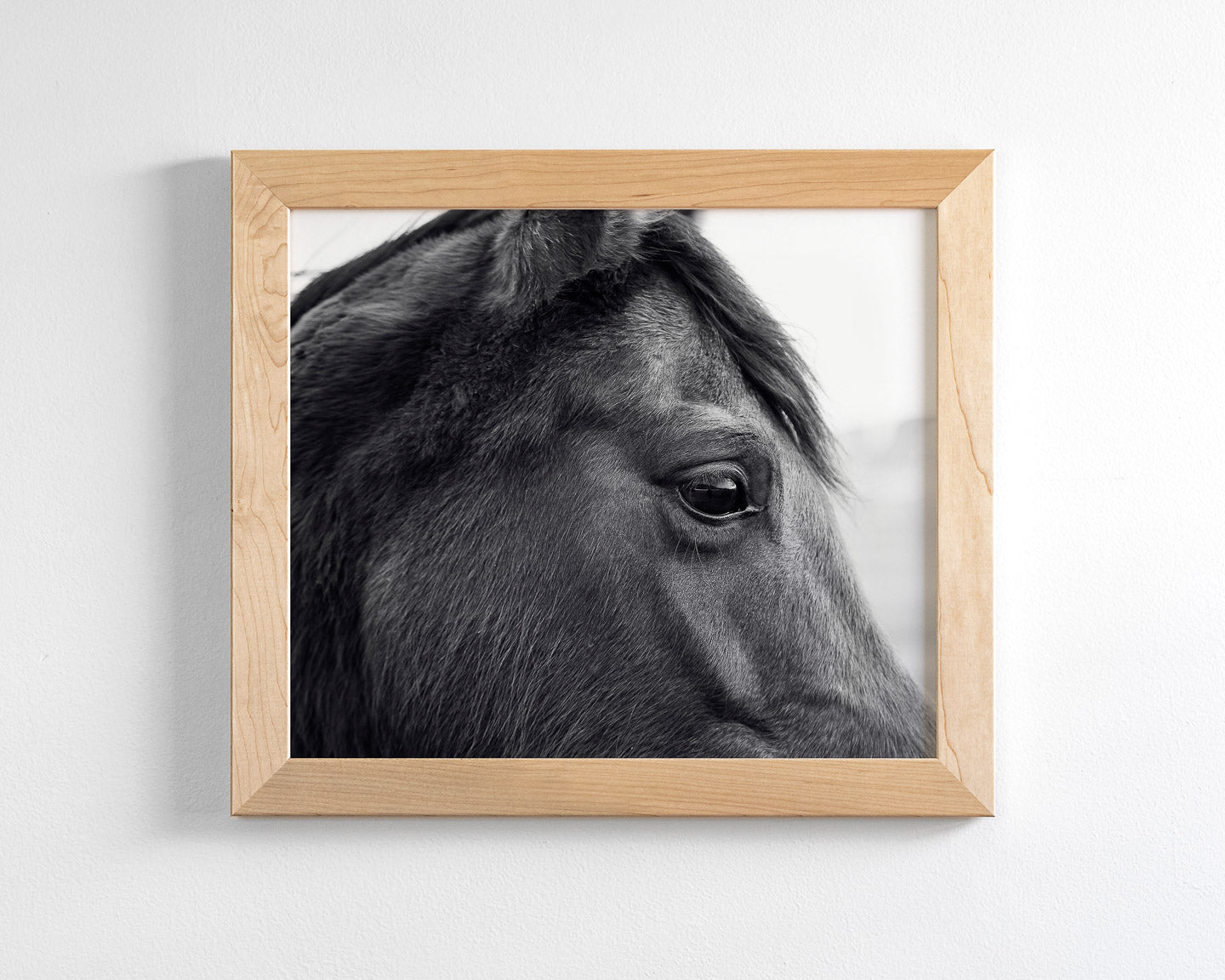 Horse Eye Profile