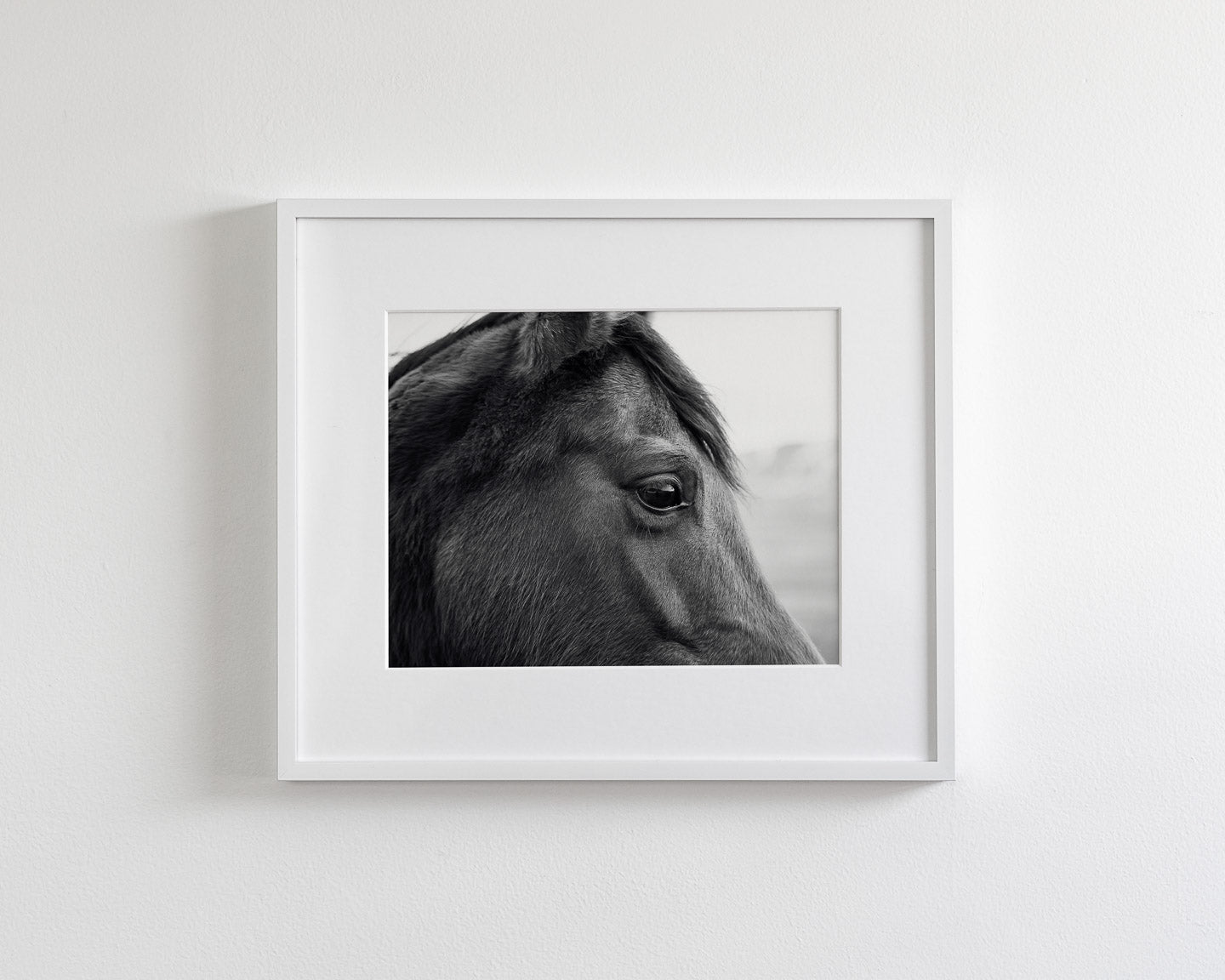 Horse Eye Profile