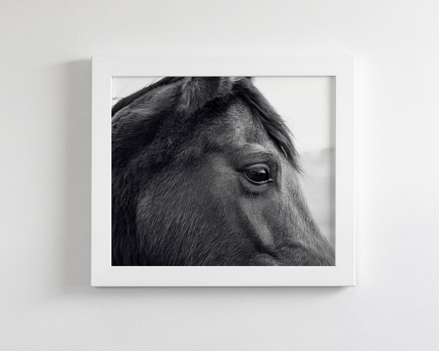 Horse Eye Profile