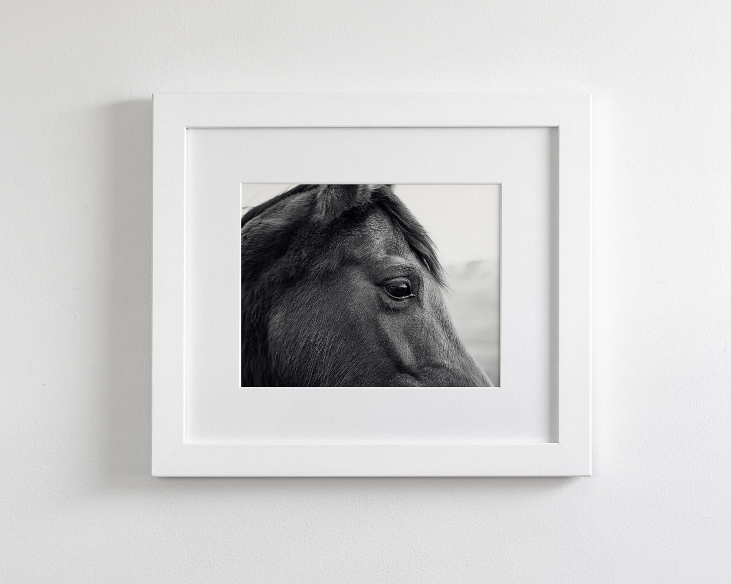 Horse Eye Profile