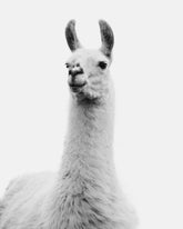 White on White Llama Photograph