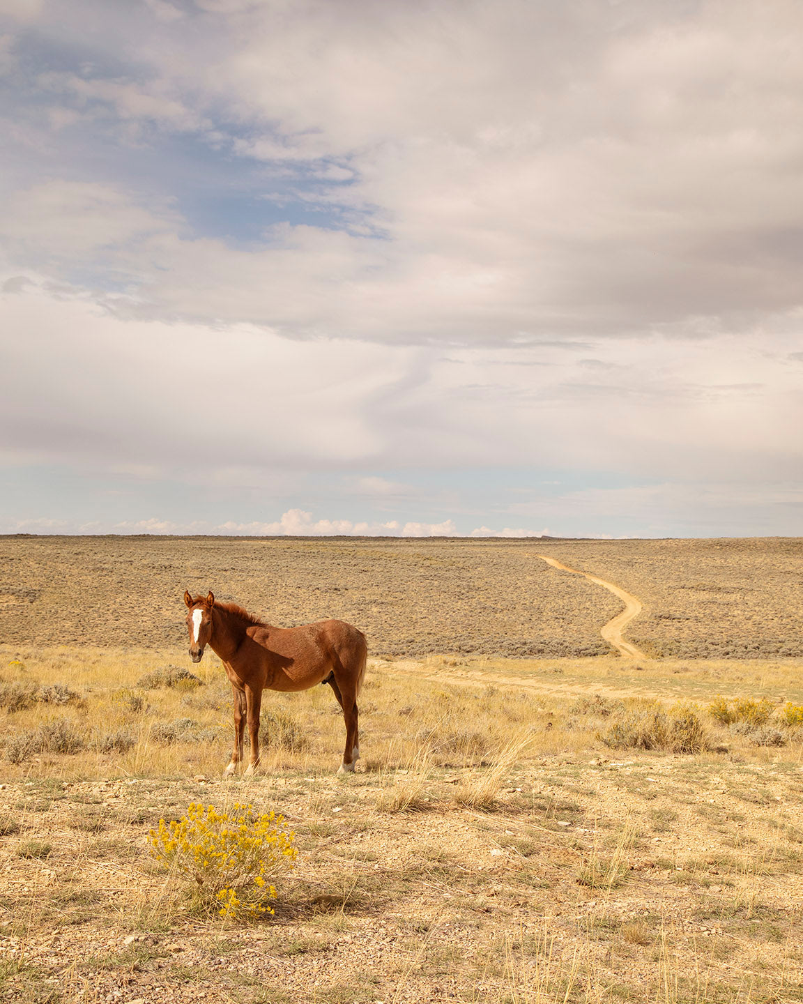 Foal Landscape