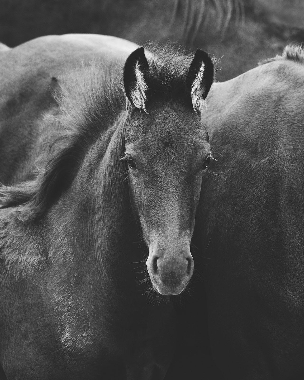 Dark Foal