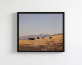 Western Mountain Cattle