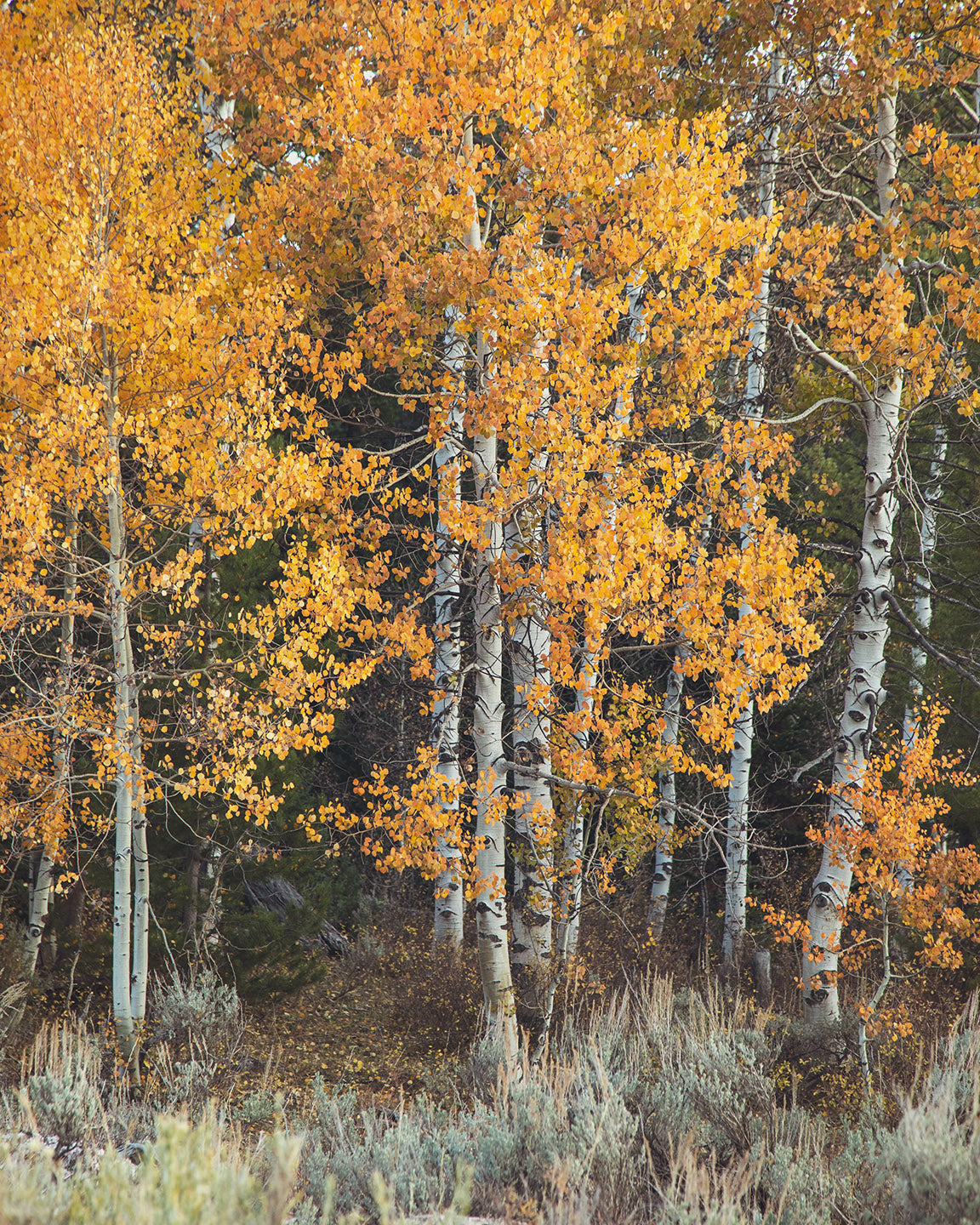 Vibrant Aspens