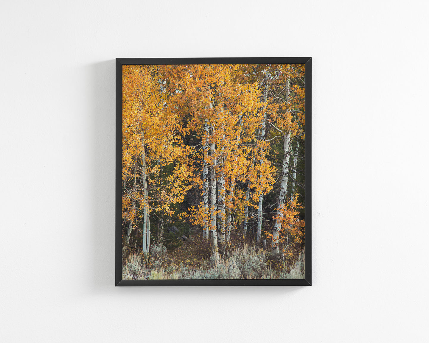 Vibrant Aspens