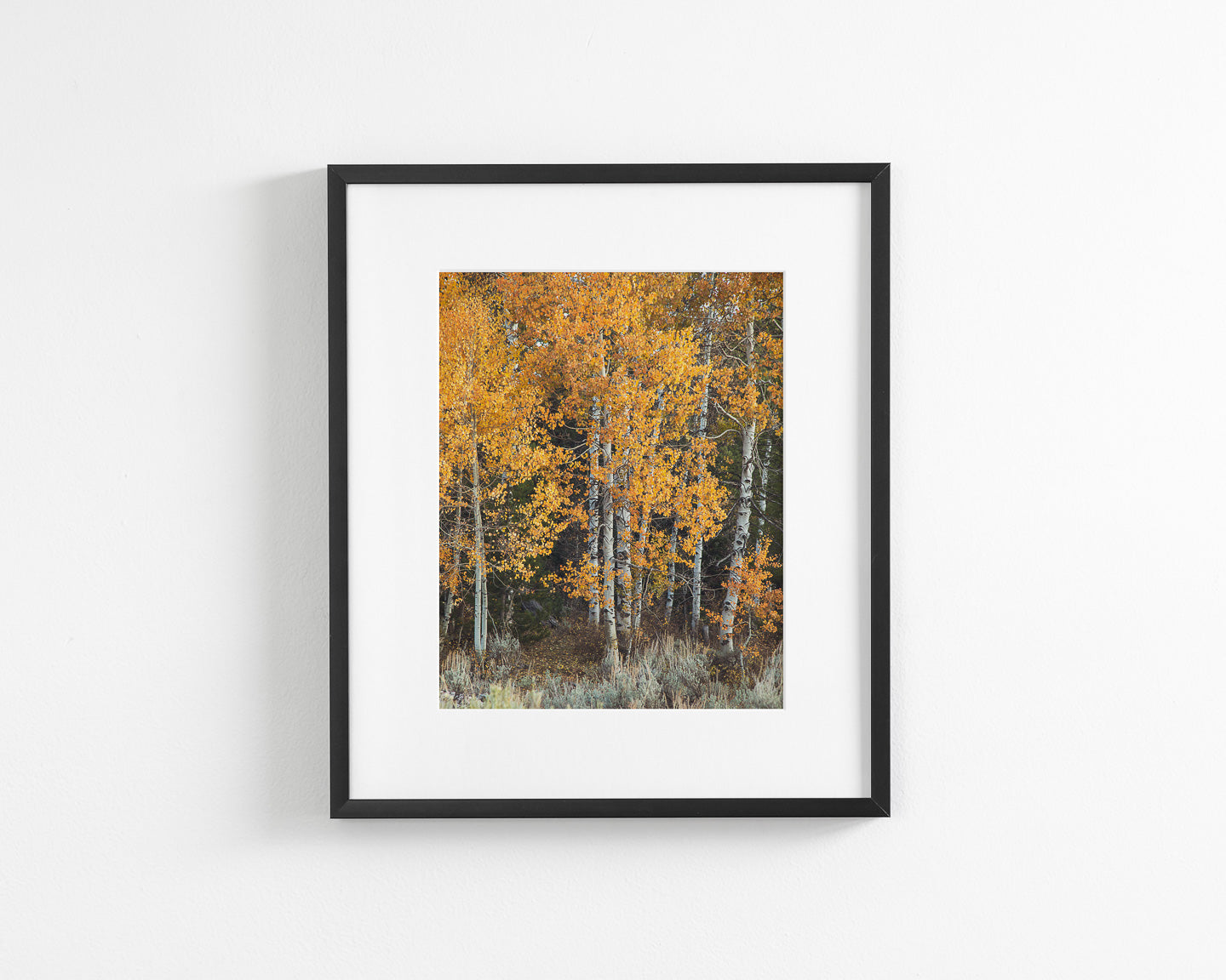 Vibrant Aspens