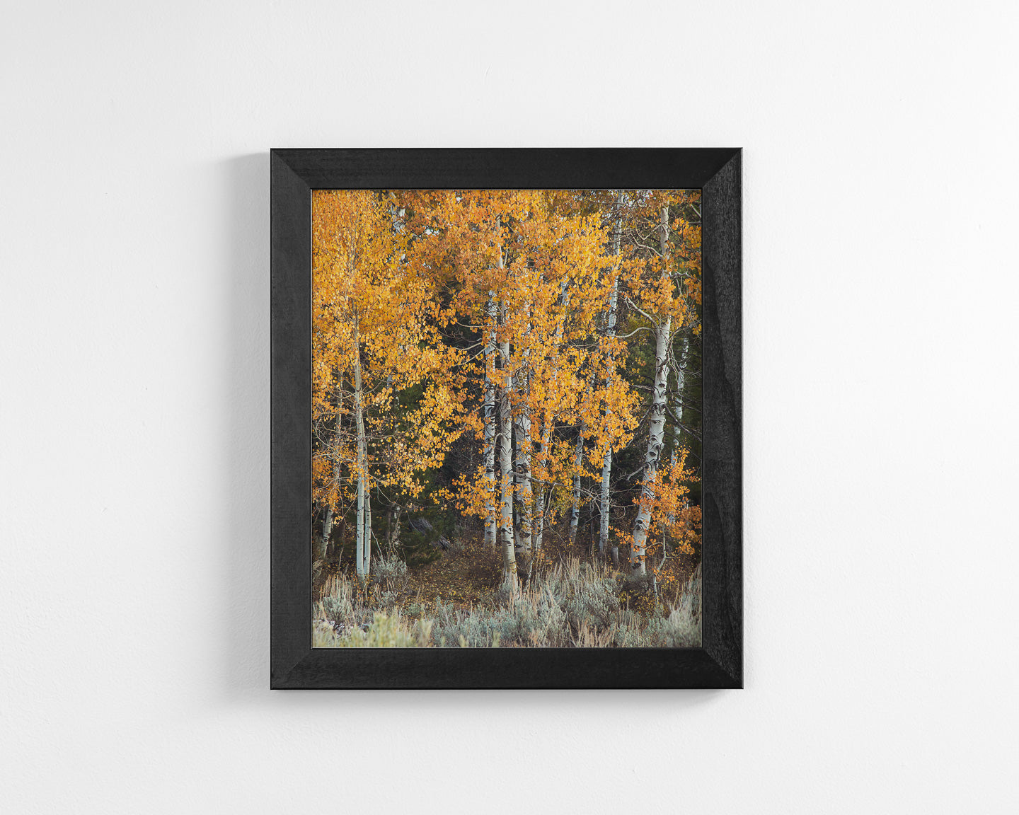 Vibrant Aspens