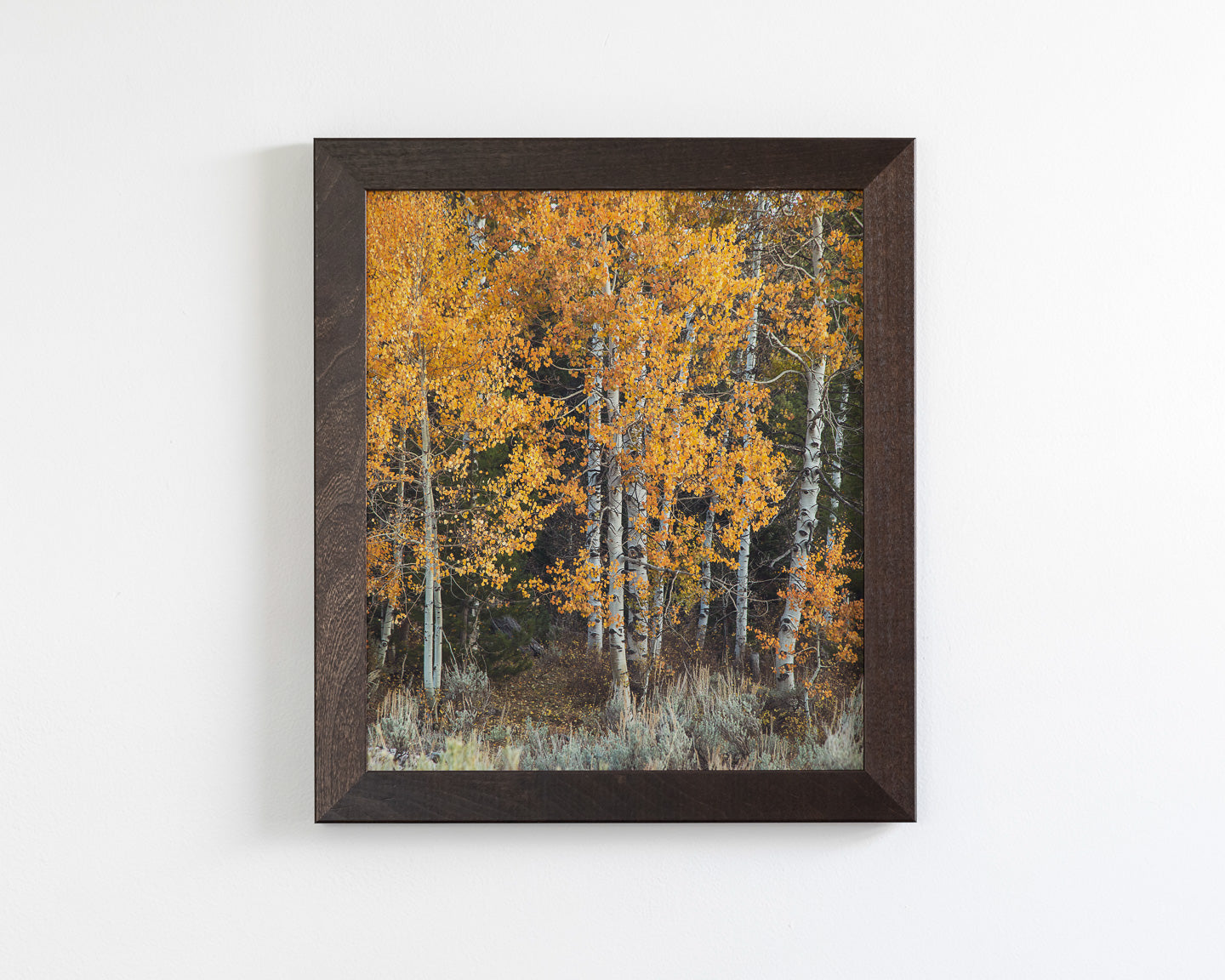 Vibrant Aspens