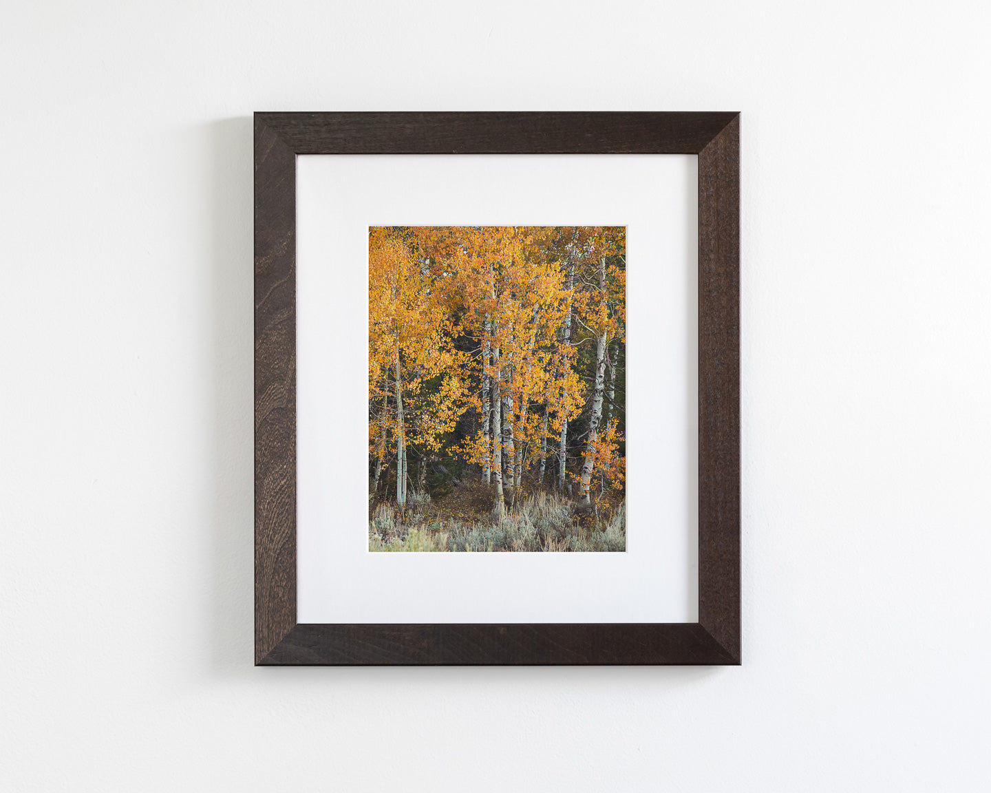 Vibrant Aspens