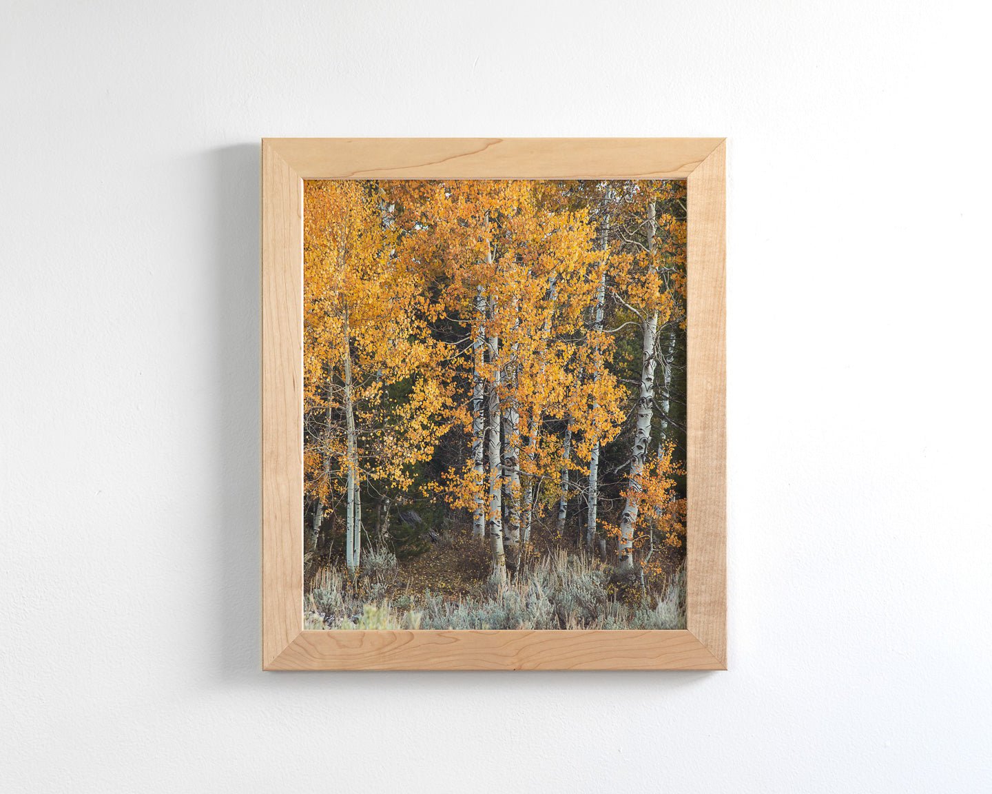 Vibrant Aspens
