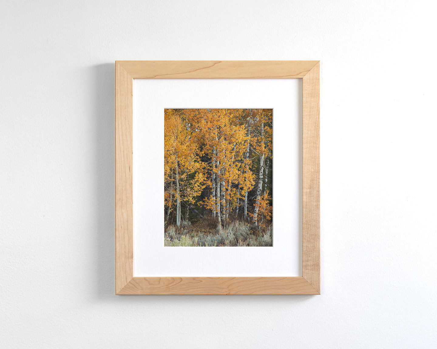 Vibrant Aspens