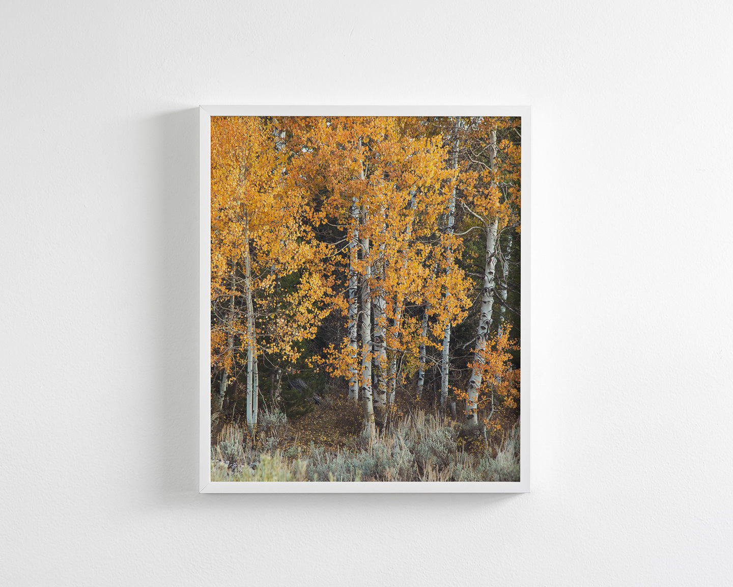 Vibrant Aspens