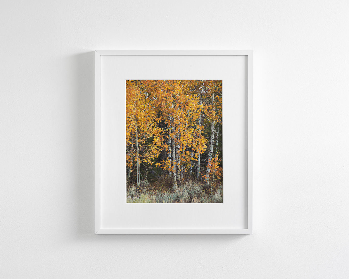 Vibrant Aspens