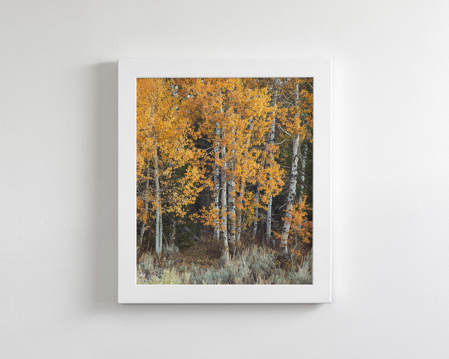Vibrant Aspens