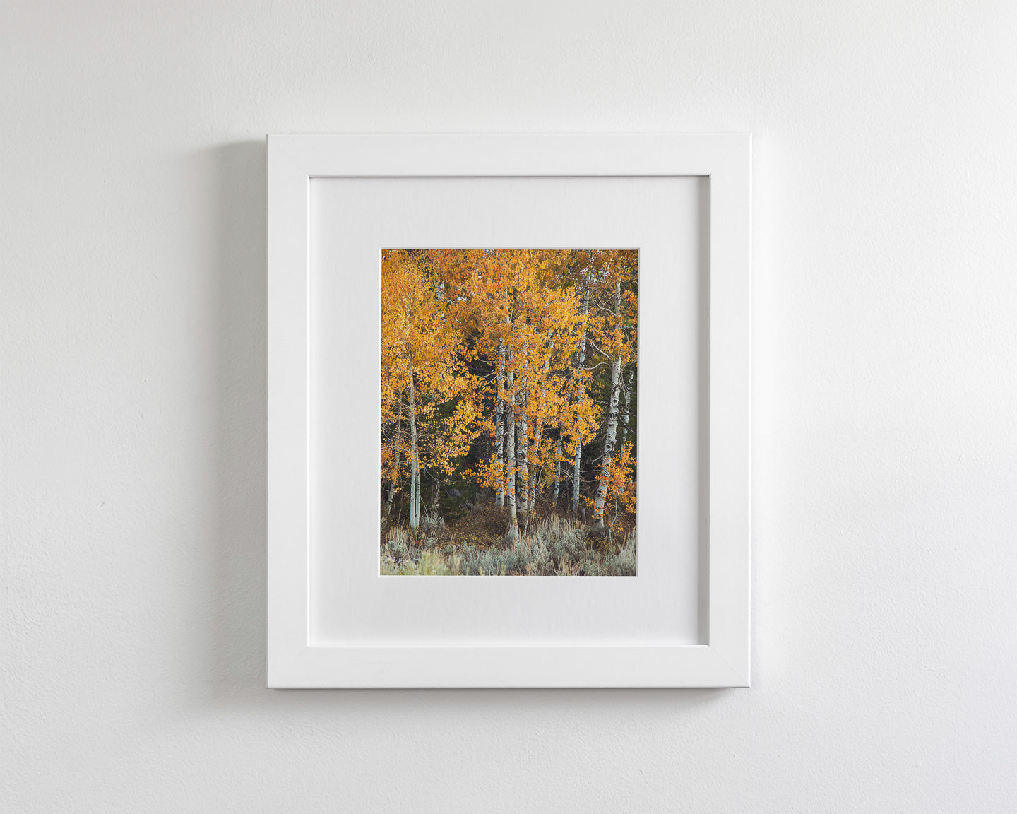 Vibrant Aspens