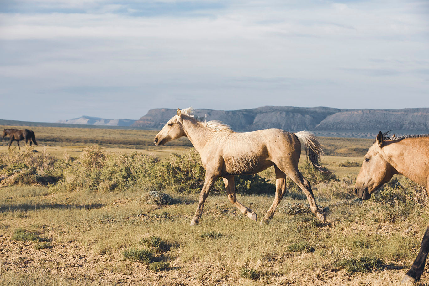 【幻の逸品】 Palomino フルサスフレーム USA Unbridled- Wild Palomino Horse