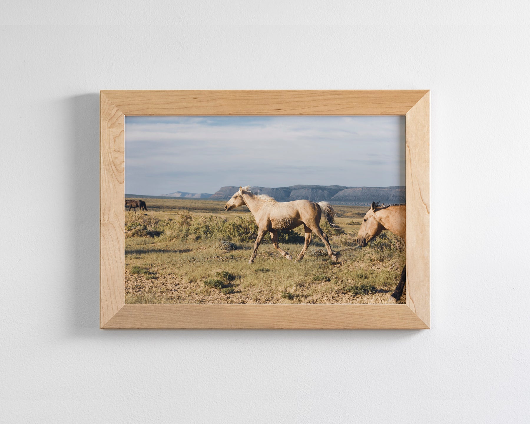 Unbridled- Wild Palomino Horse