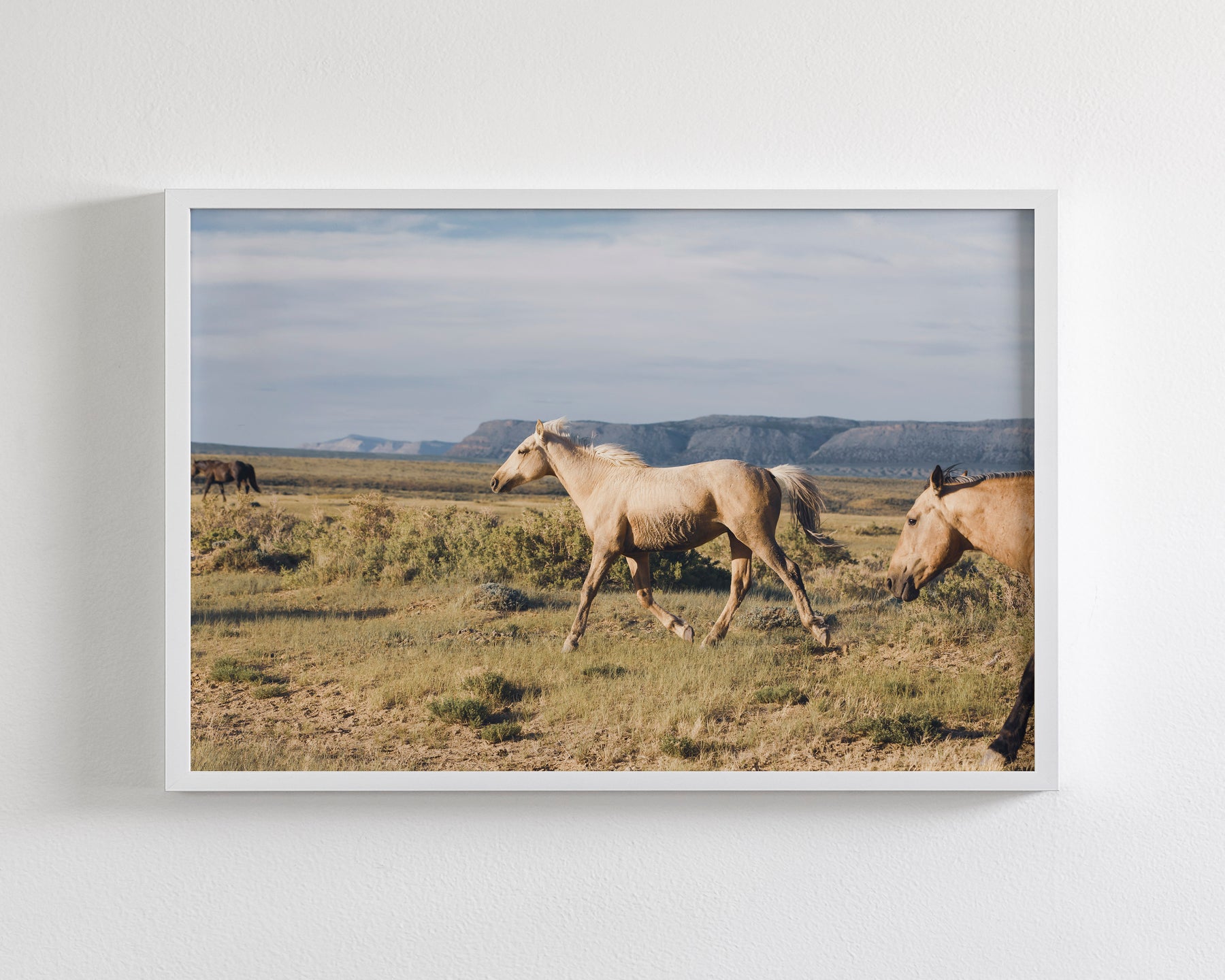 Unbridled- Wild Palomino Horse