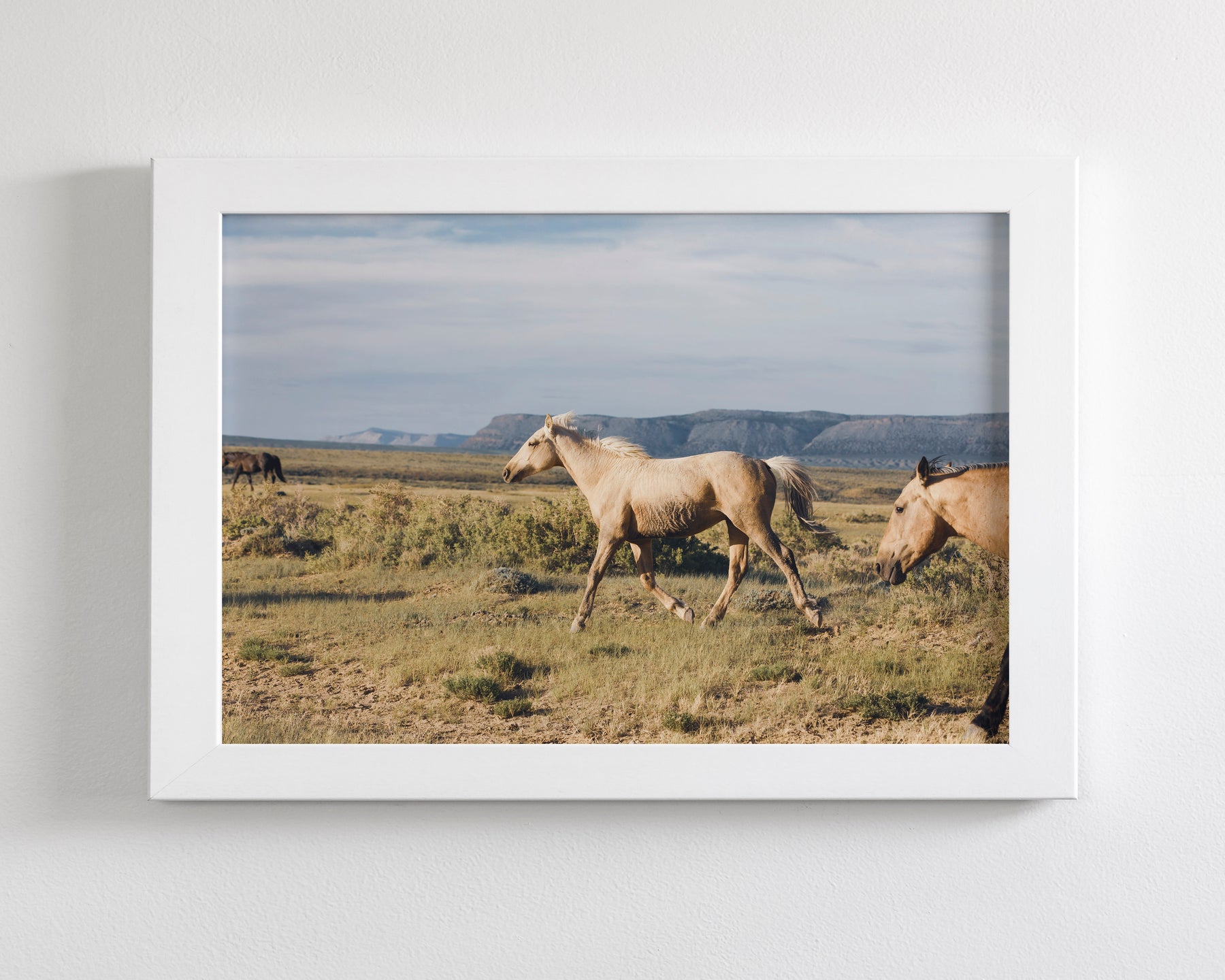 Unbridled- Wild Palomino Horse