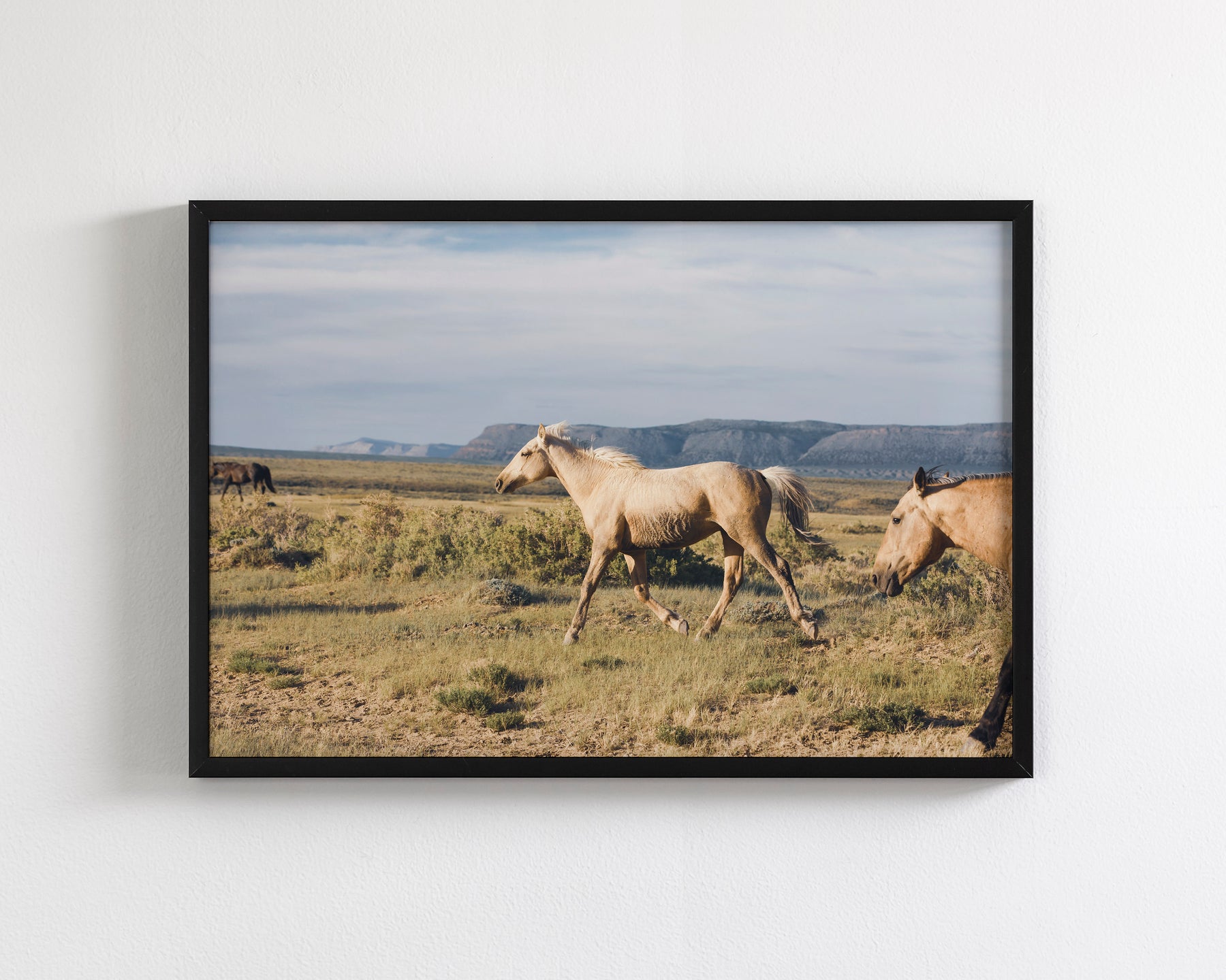 Unbridled- Wild Palomino Horse