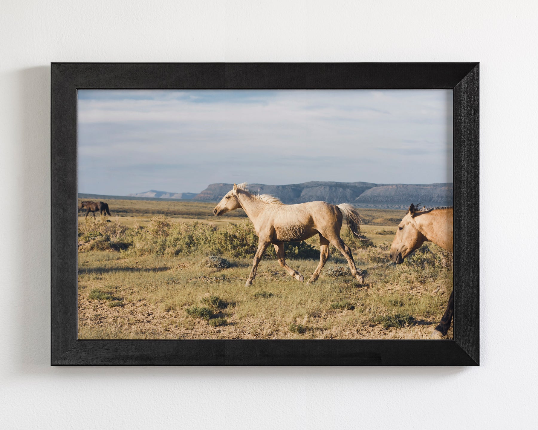 Unbridled- Wild Palomino Horse
