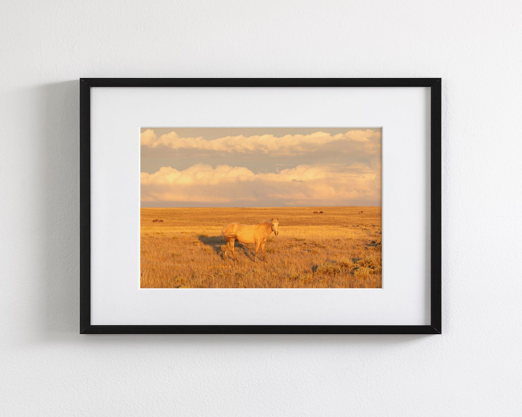 Wild Palomino Glow