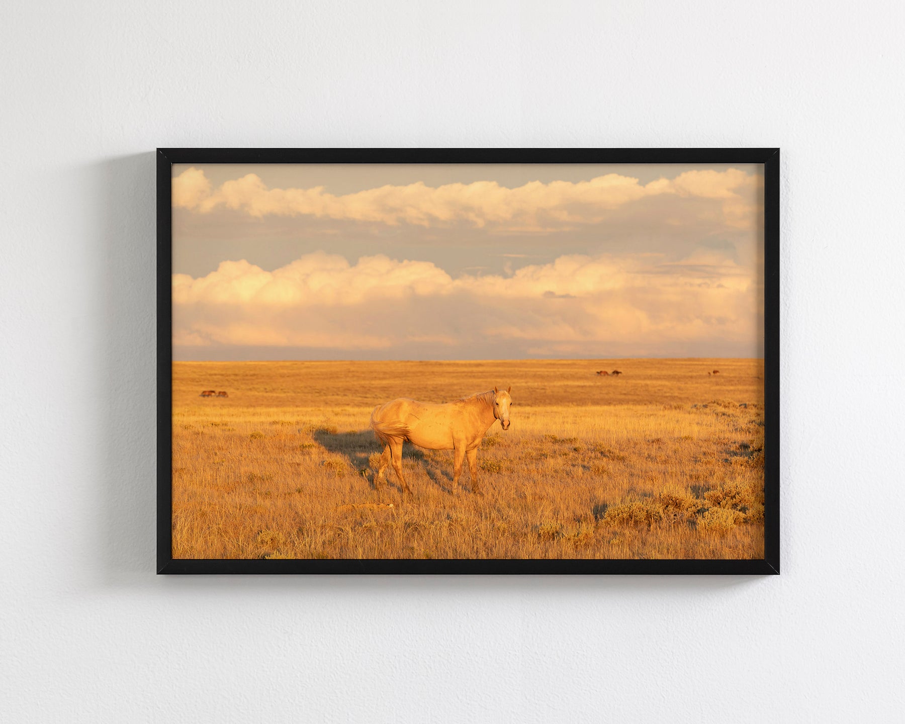 Wild Palomino Glow