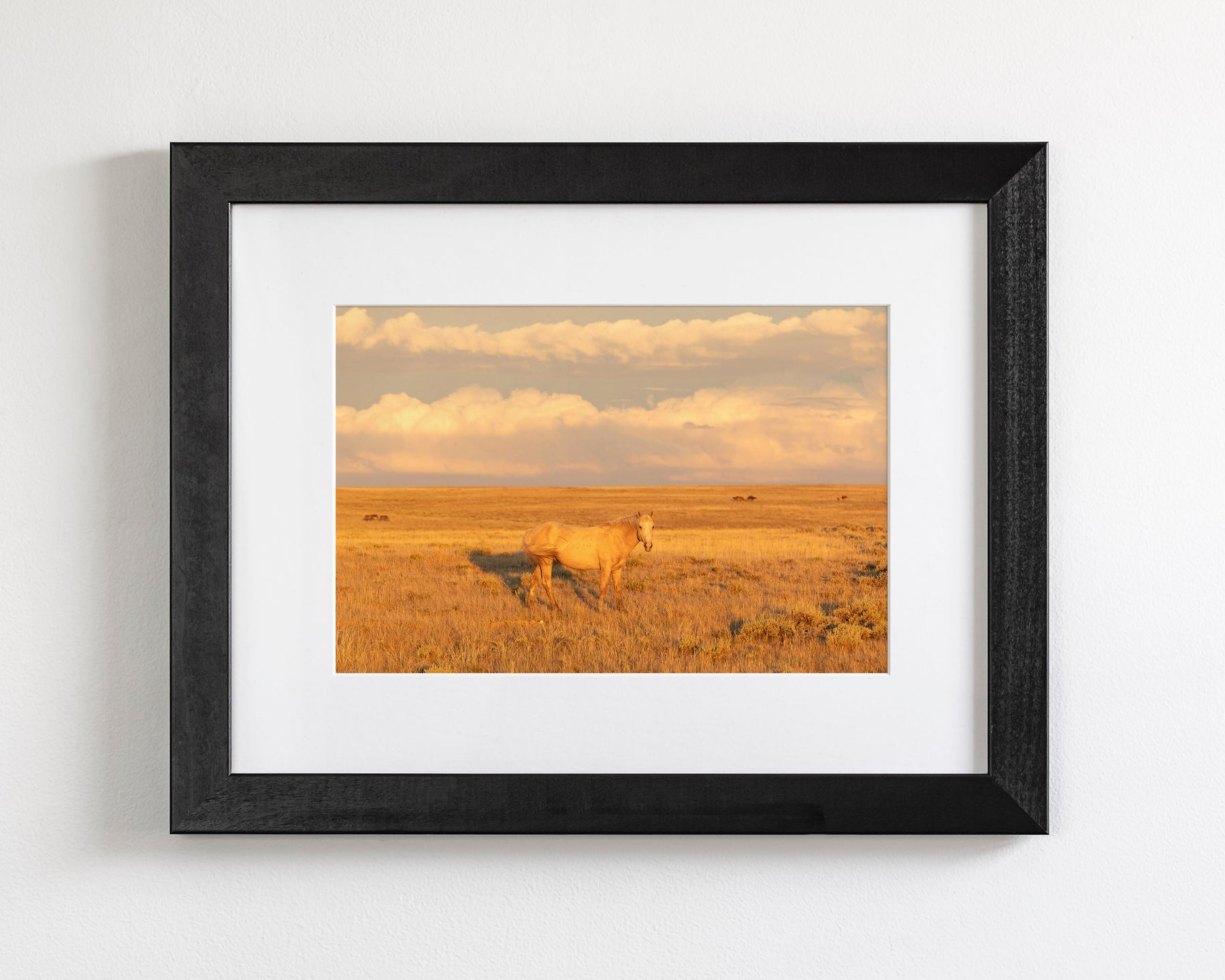 Wild Palomino Glow