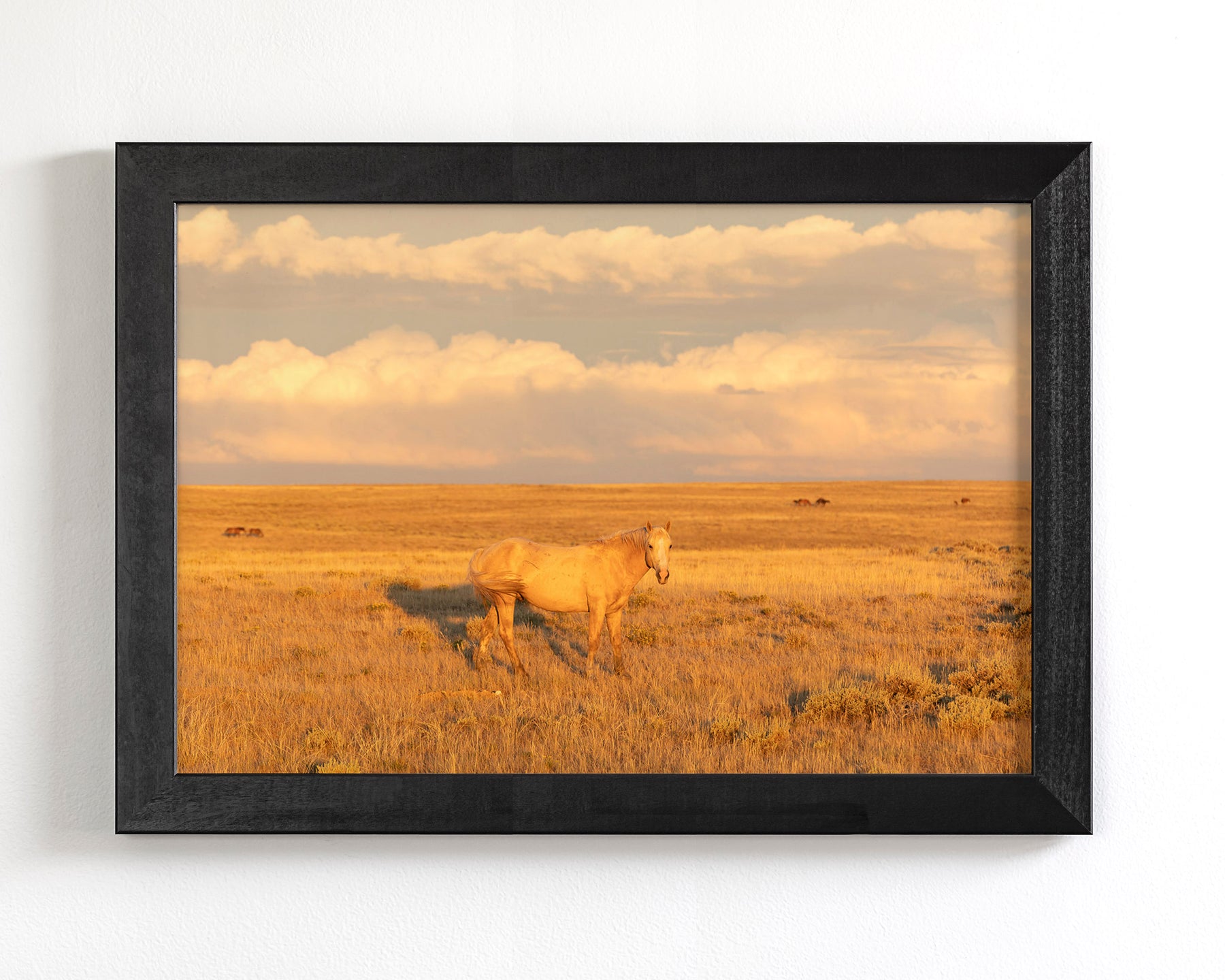 Wild Palomino Glow