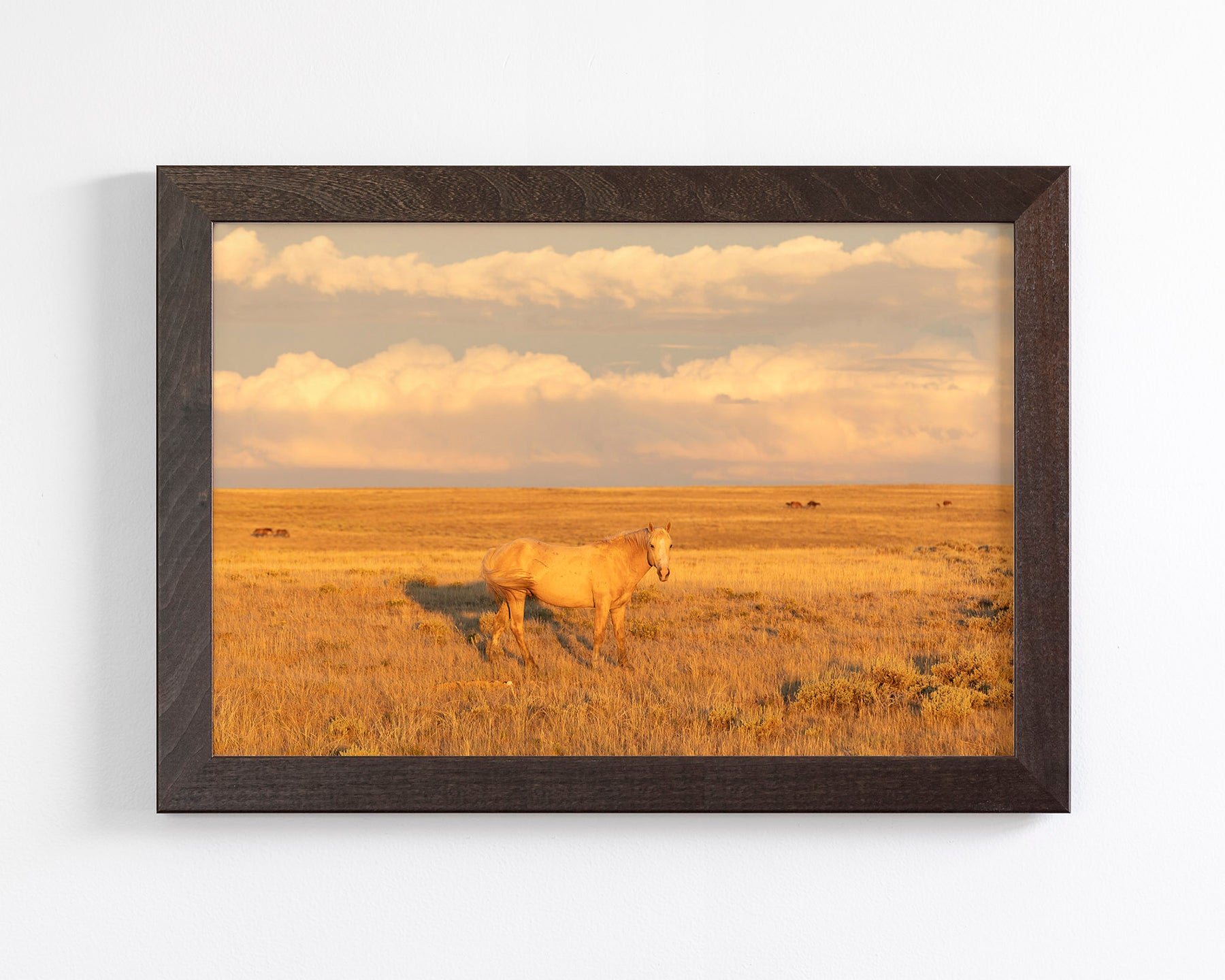 Wild Palomino Glow