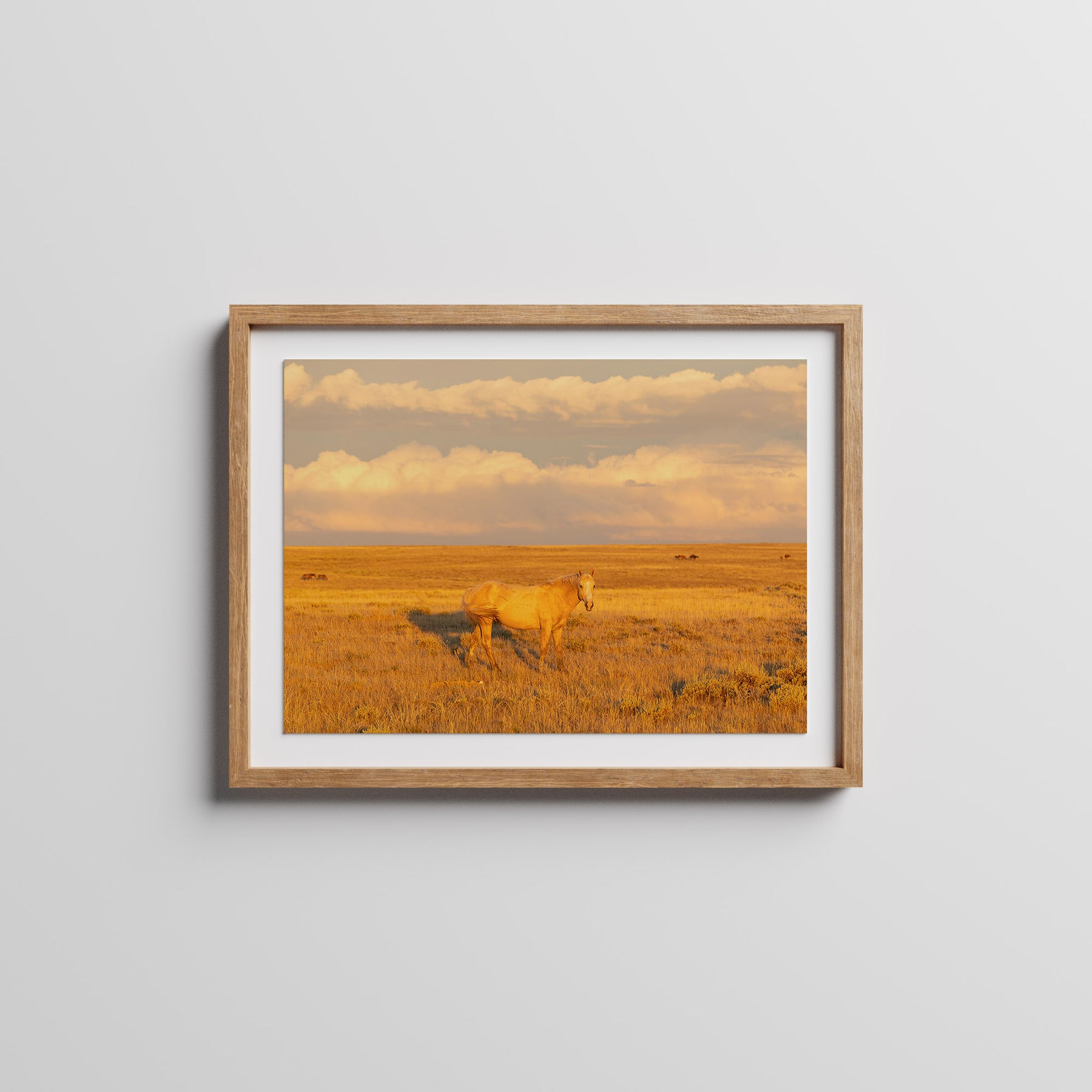 Wild Palomino Glow