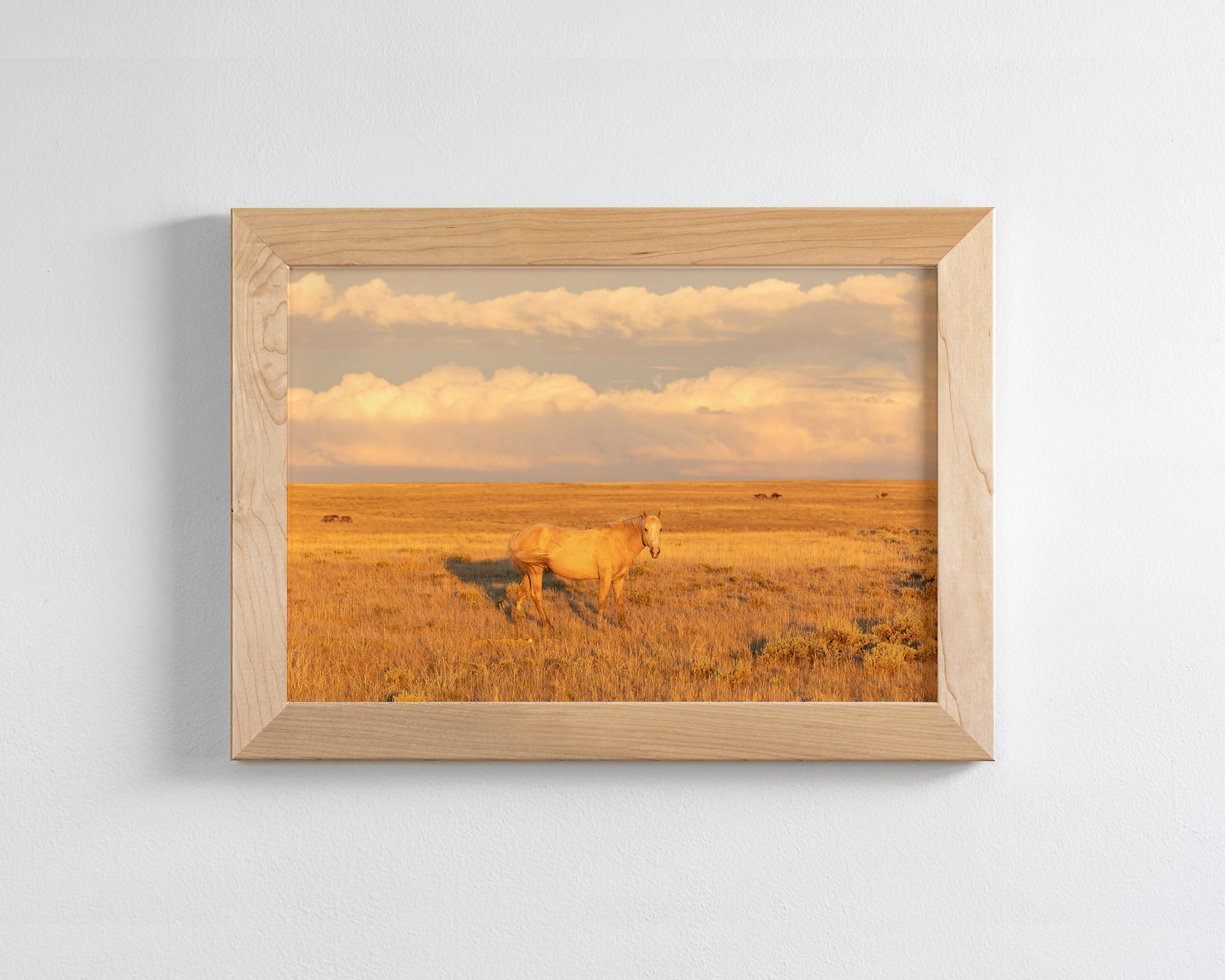 Wild Palomino Glow