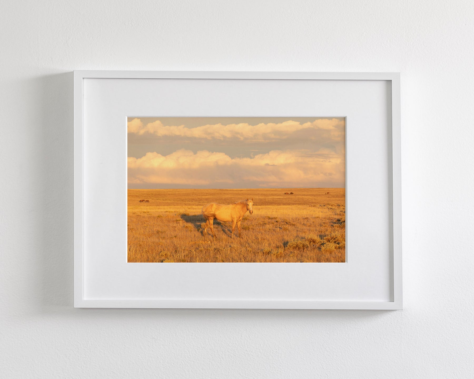 Wild Palomino Glow