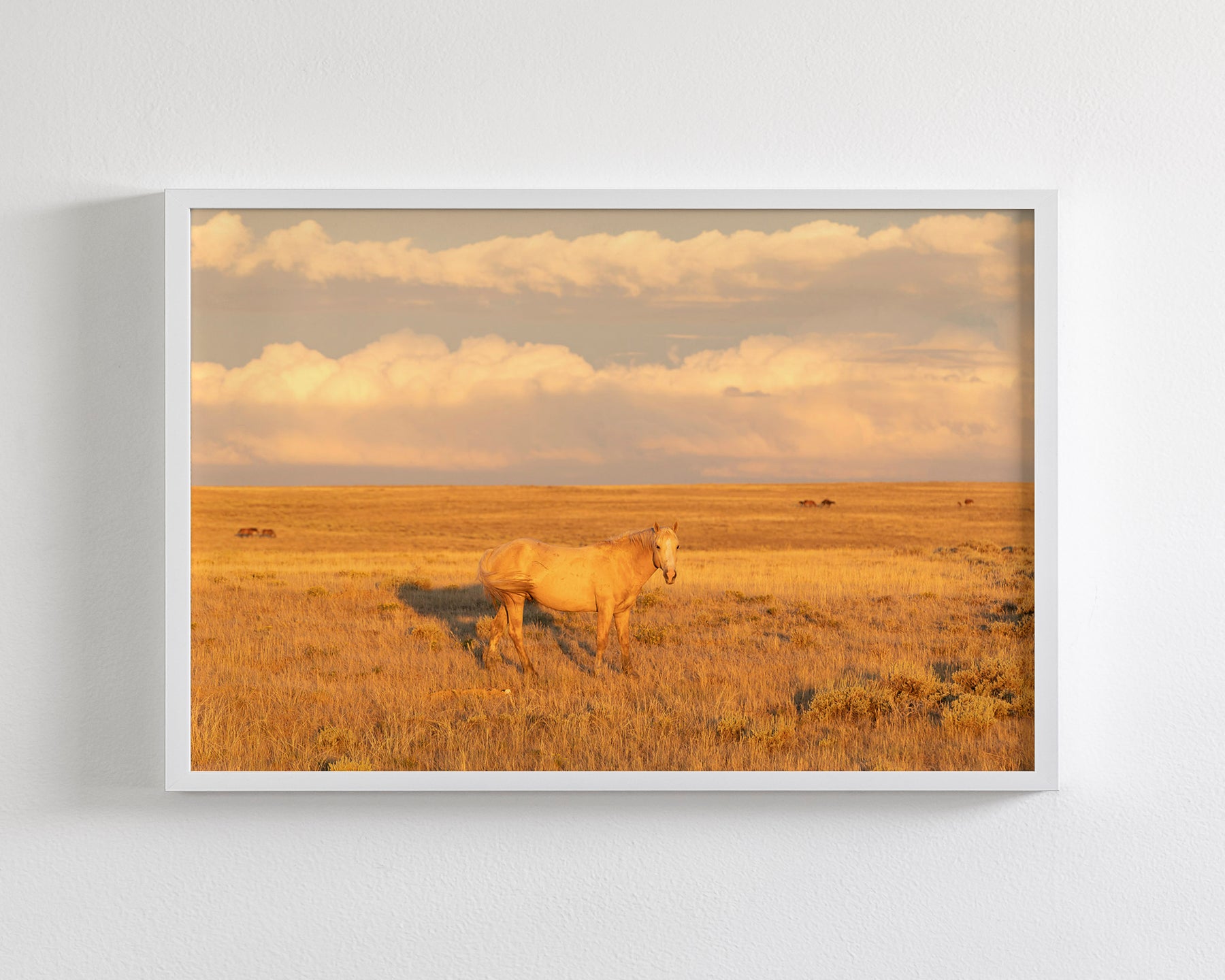 Wild Palomino Glow