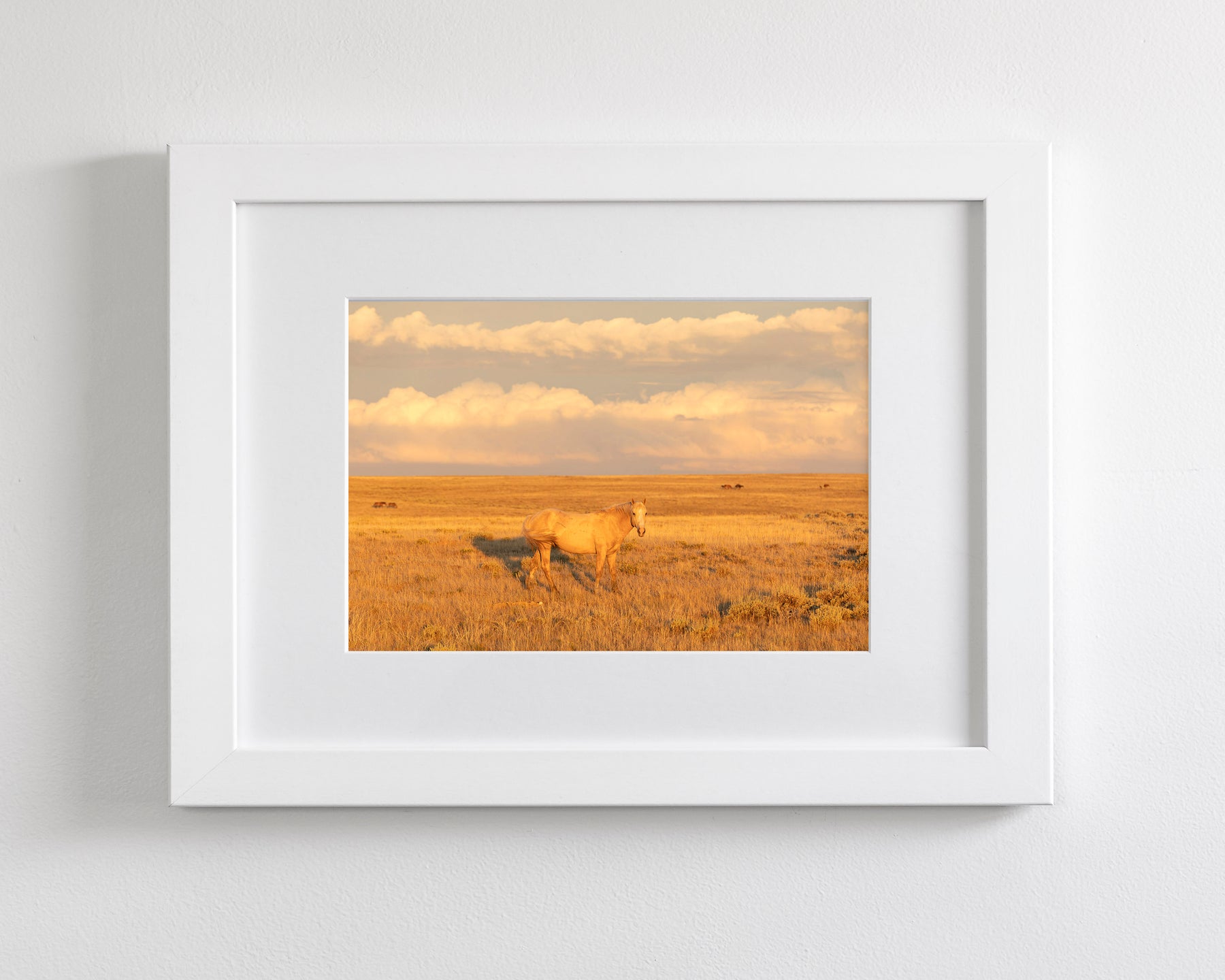 Wild Palomino Glow